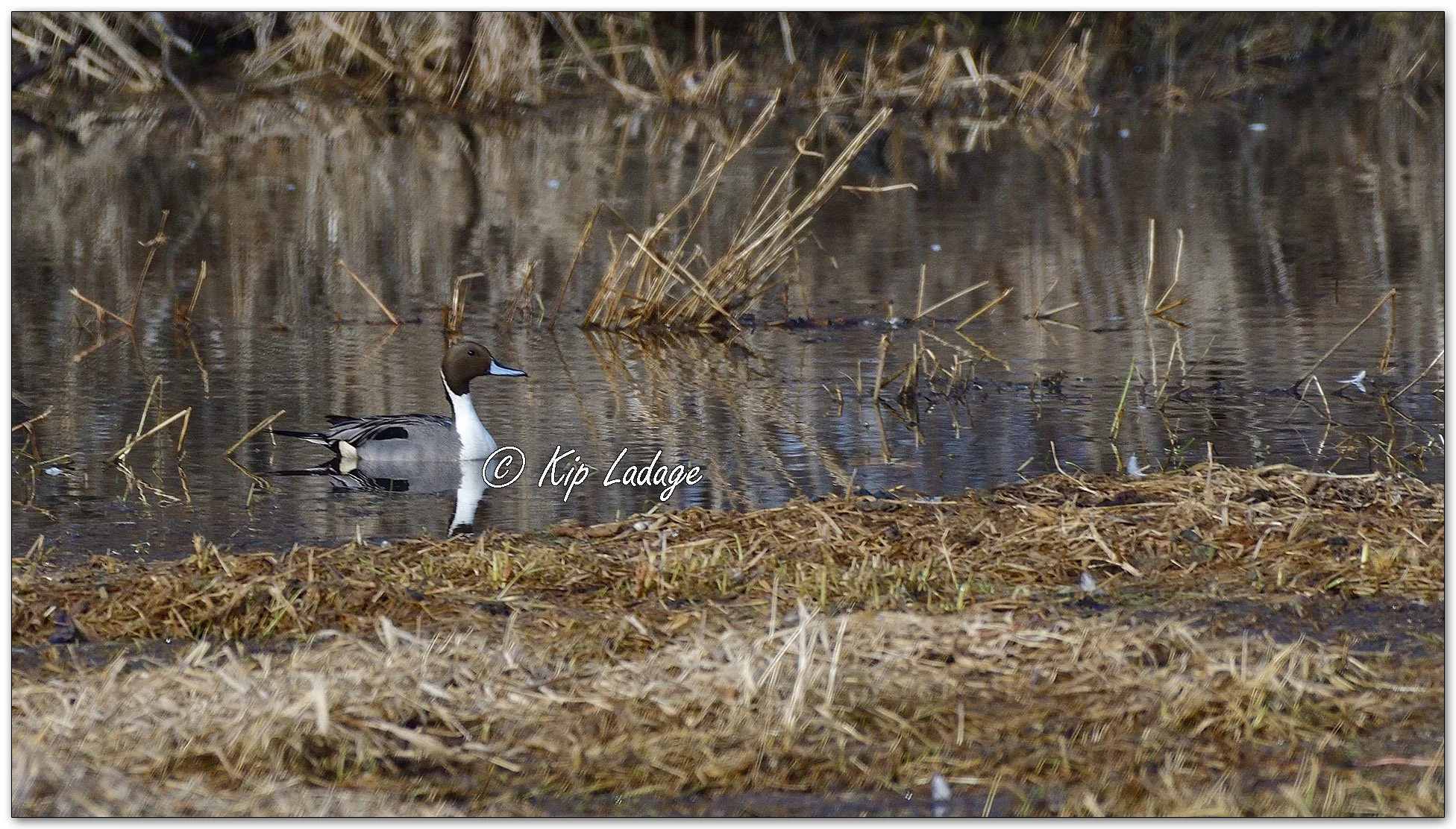 Kip’s Comments - February 13, 2026