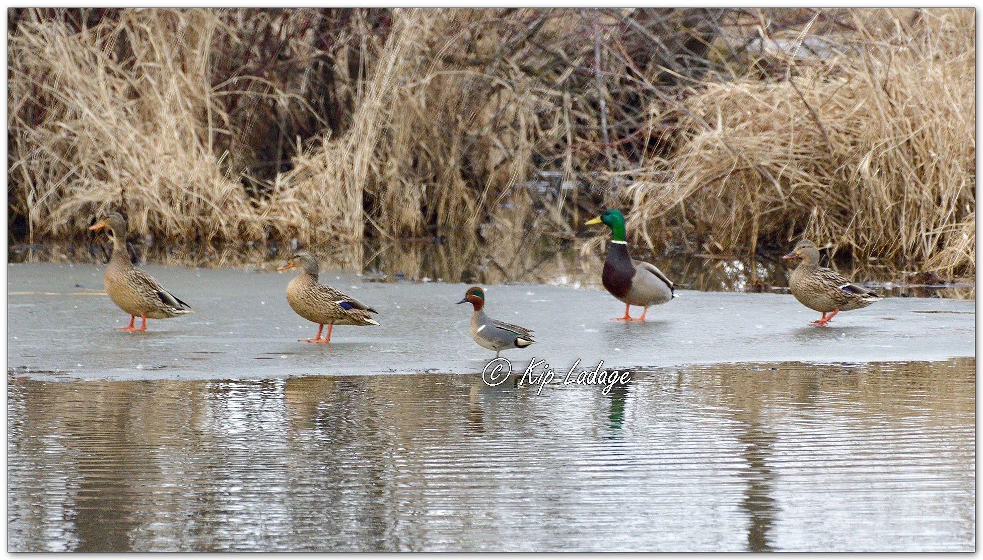 Kip’s Comments - February 14, 2026