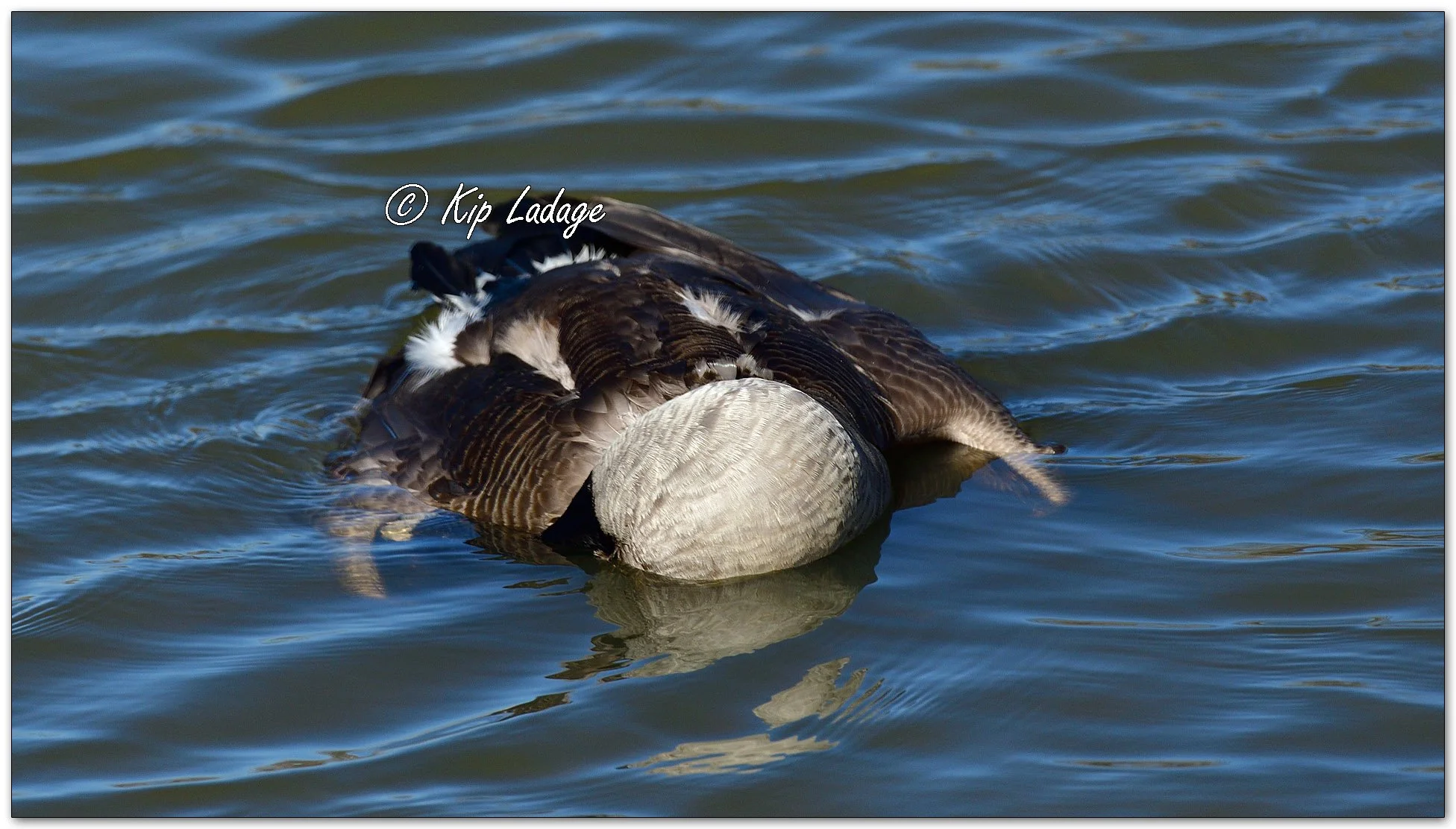 Kip’s Comments - February 15, 2026