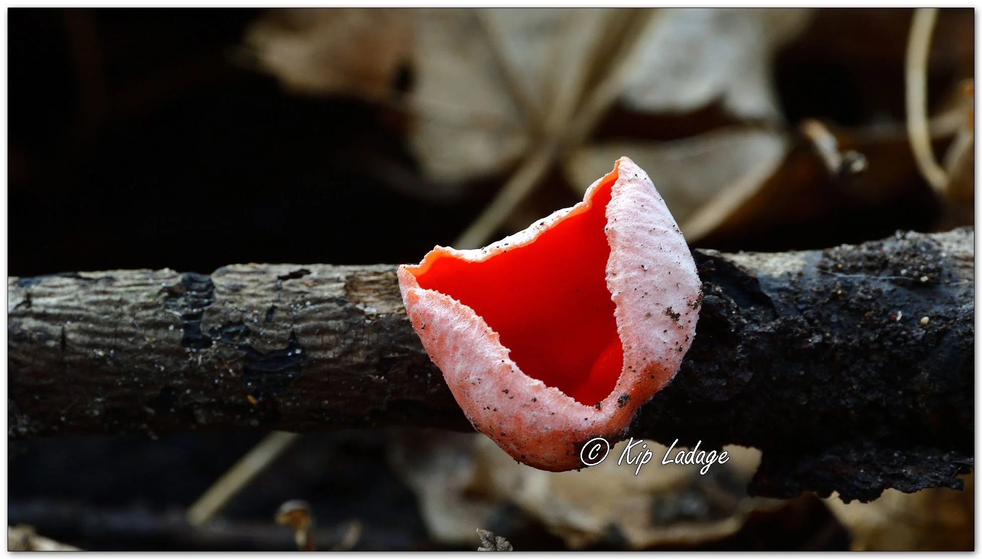 Kip’s Comments - February 17, 2026