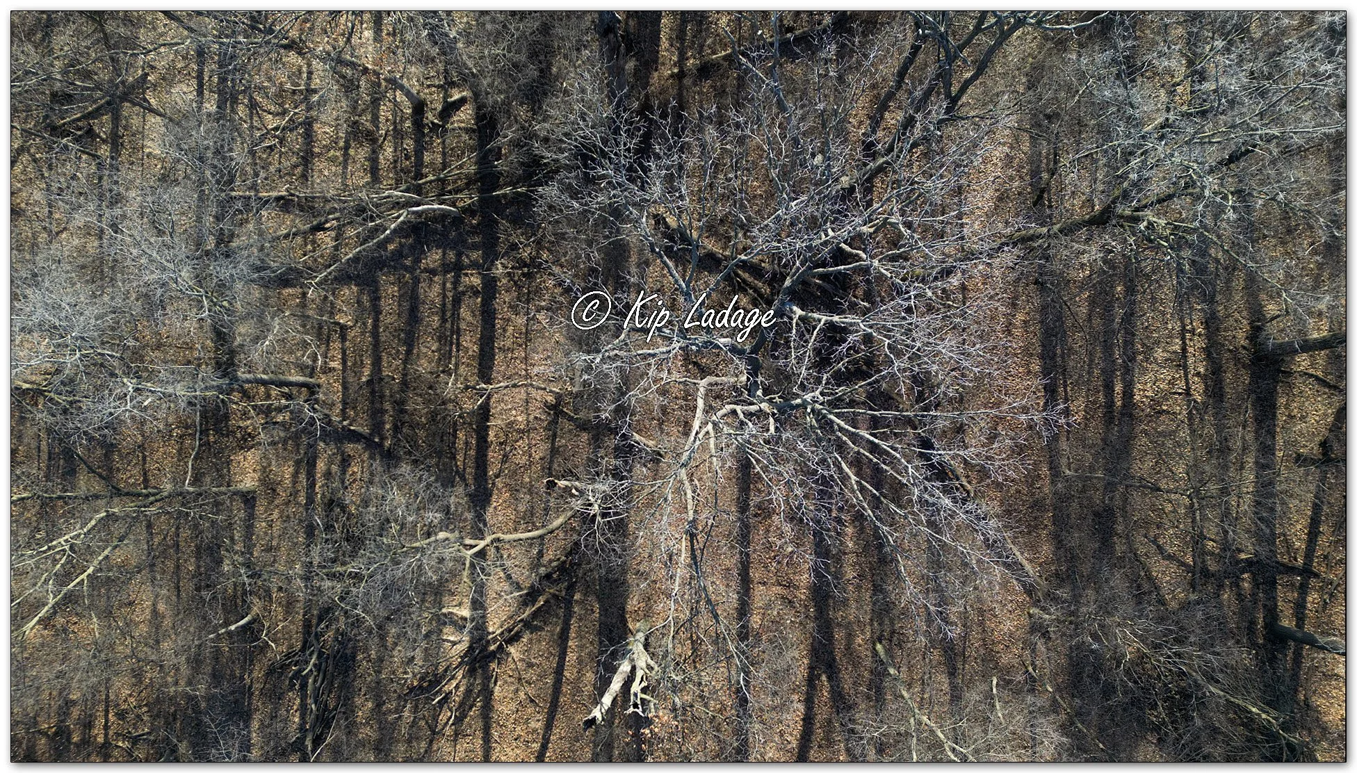 Kip’s Comments - February 19, 2026