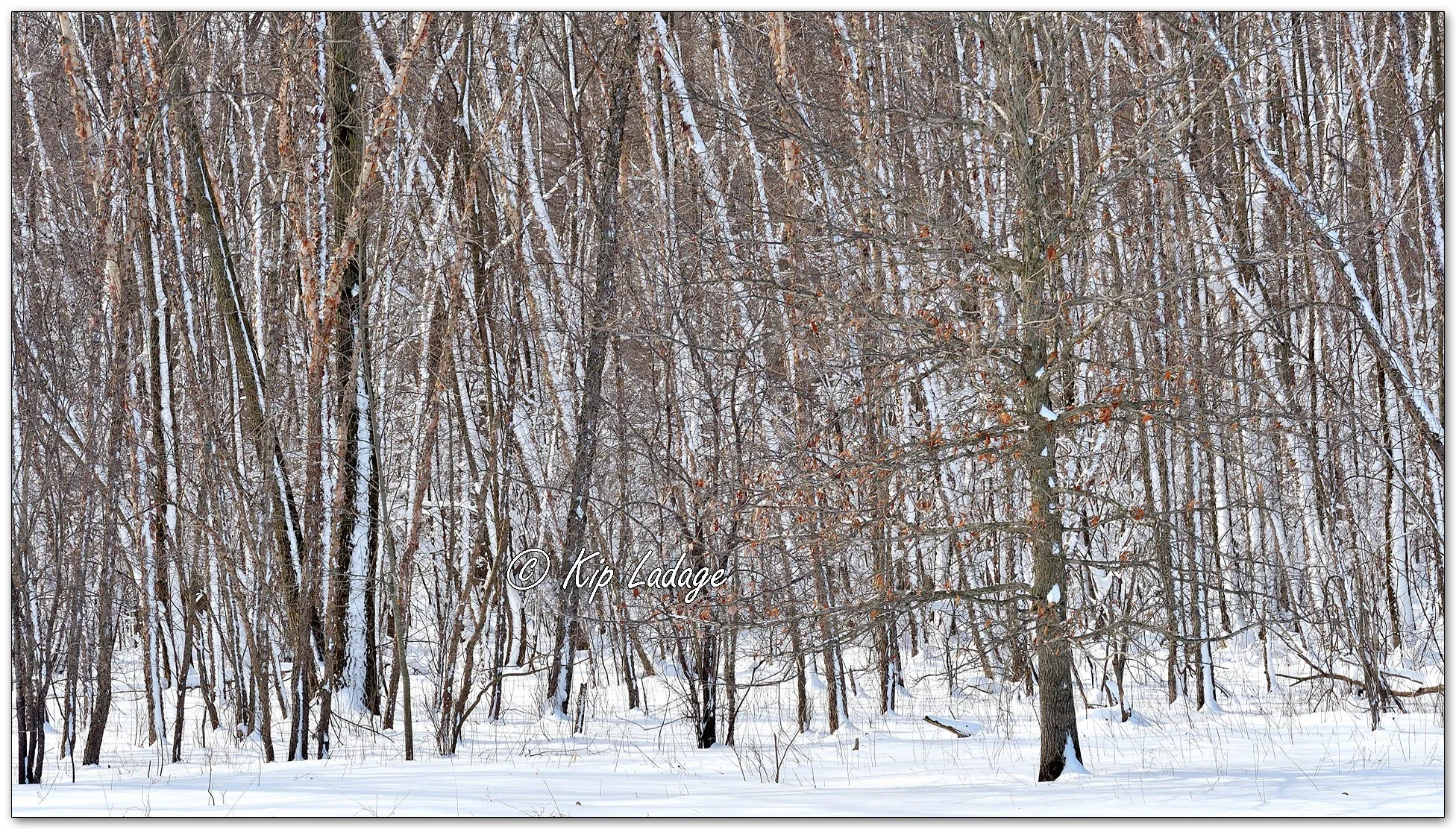 Snow on Trees - Image 1064837