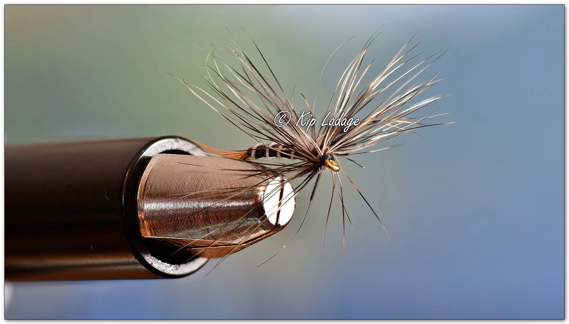 Kip’s Comments - February 22, 2026