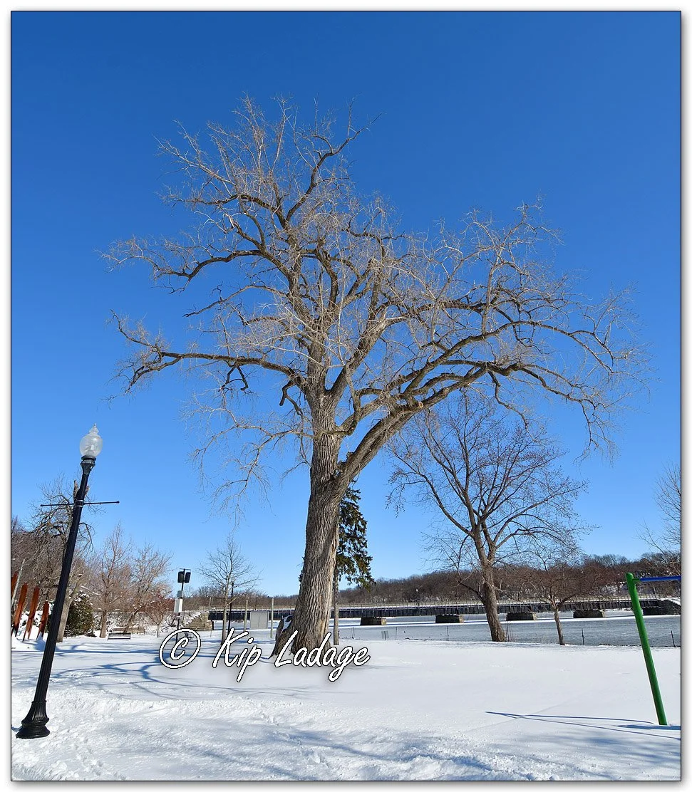Waverly's Cottonwood Tree - Image 1065139