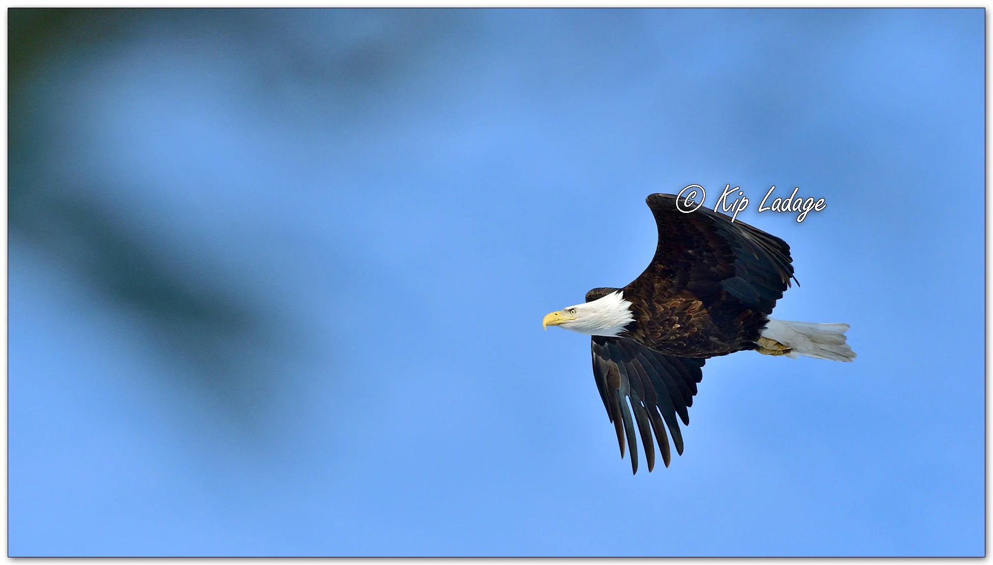 Adult Bald Eagle in Flight - Image 1066299