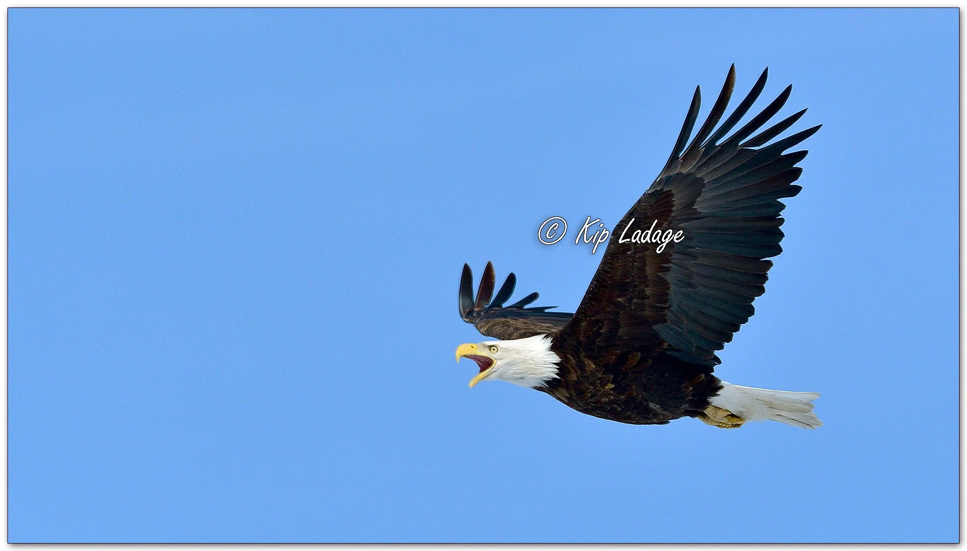 Adult Bald Eagle in Flight - Image 1066288