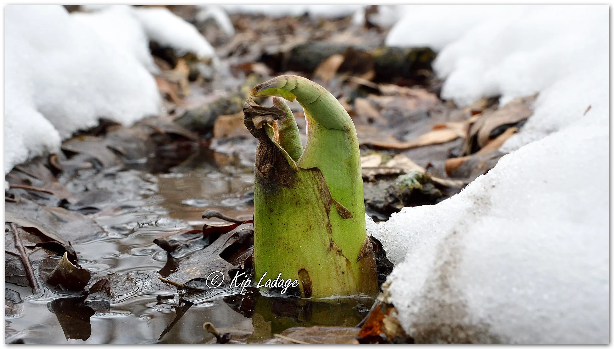 Skunk Cabbage = Image 1066688