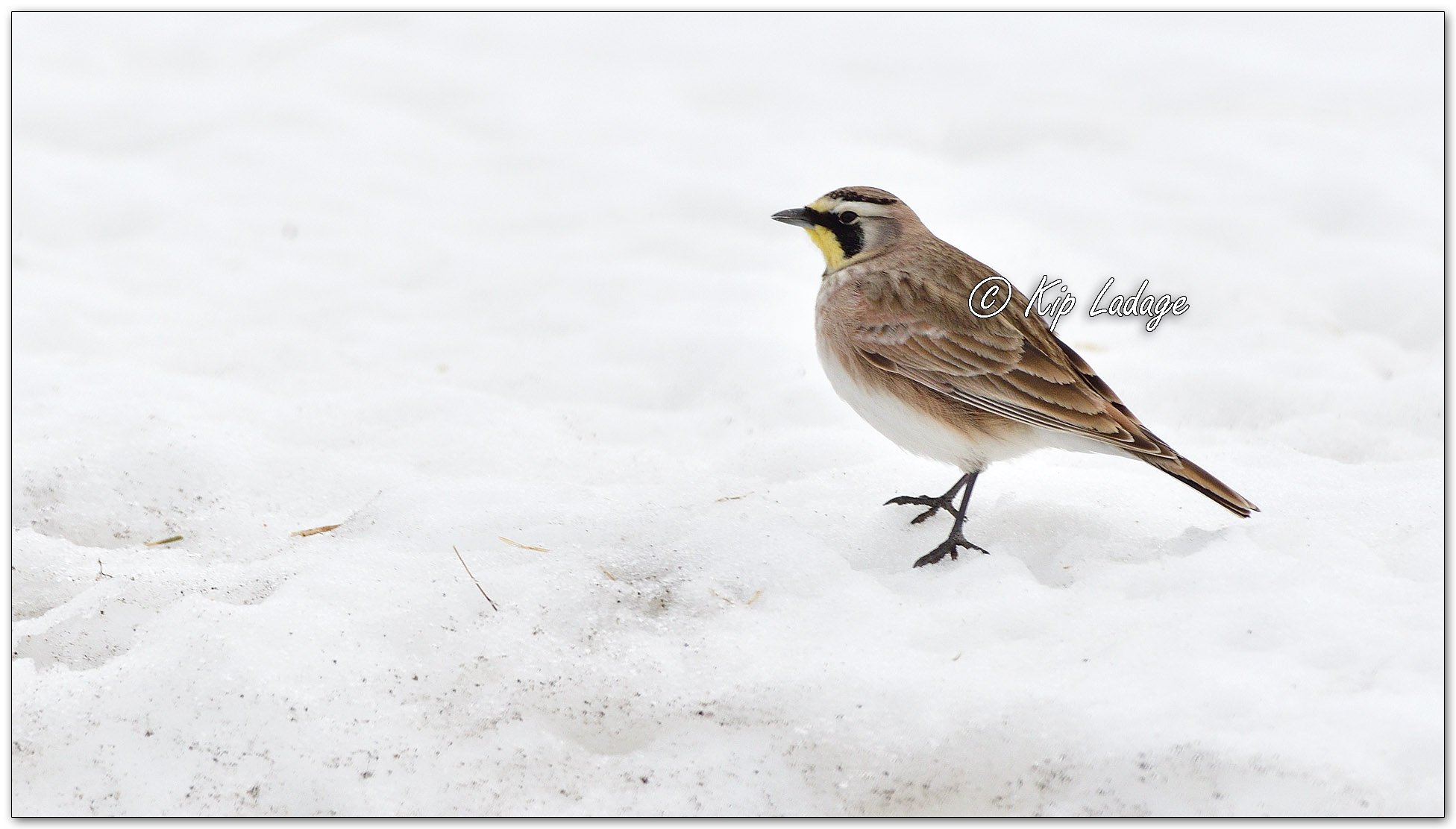Horned Lark - Image 1067208