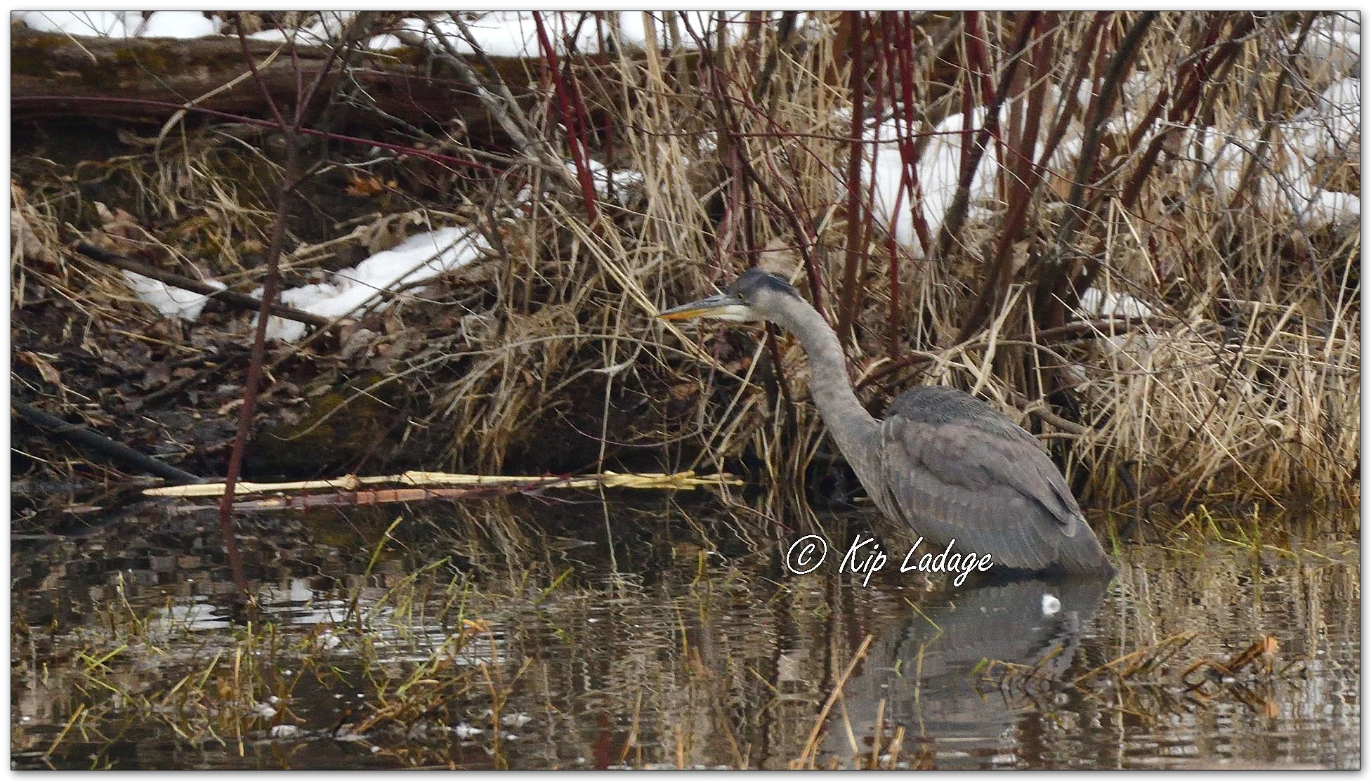 Kip’s Comments - March 3, 2026