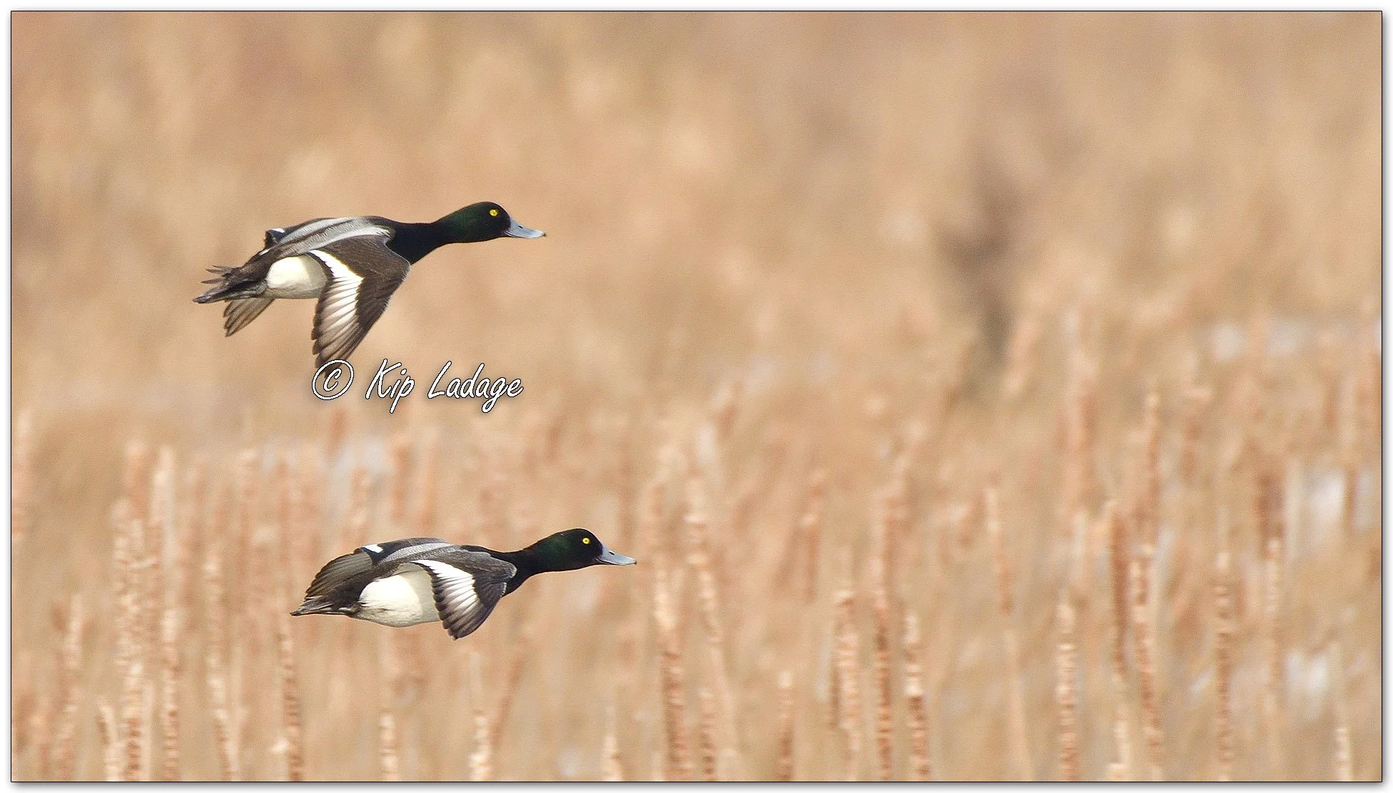 Greater Scaup - Image 1067606