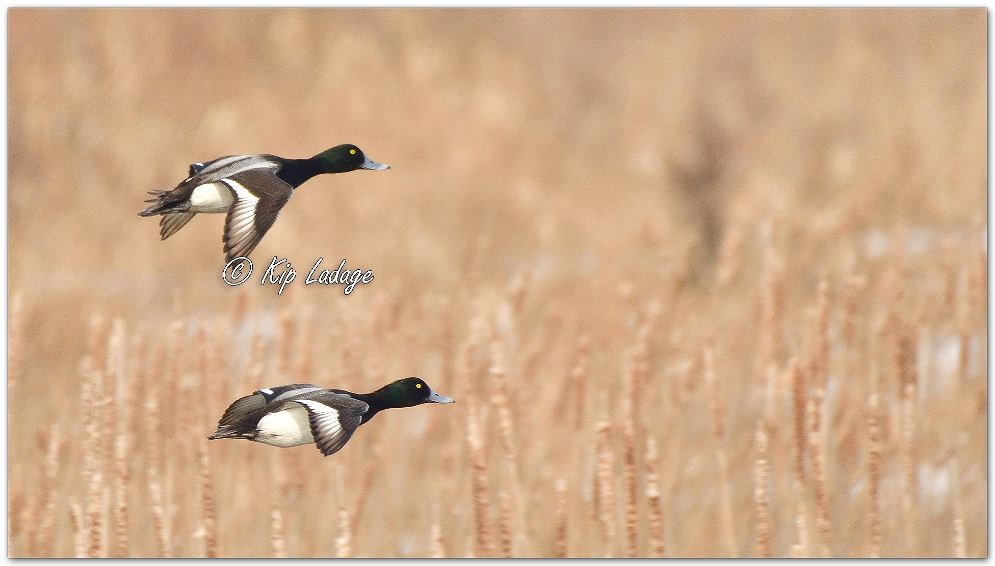 Kip’s Comments - March 4, 2026