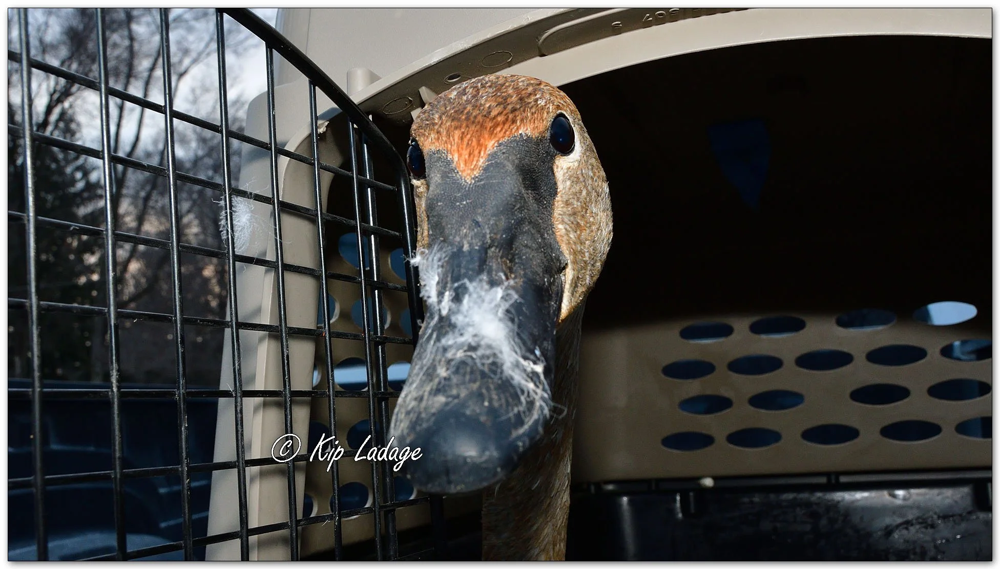 Kip’s Comments - March 5, 2026