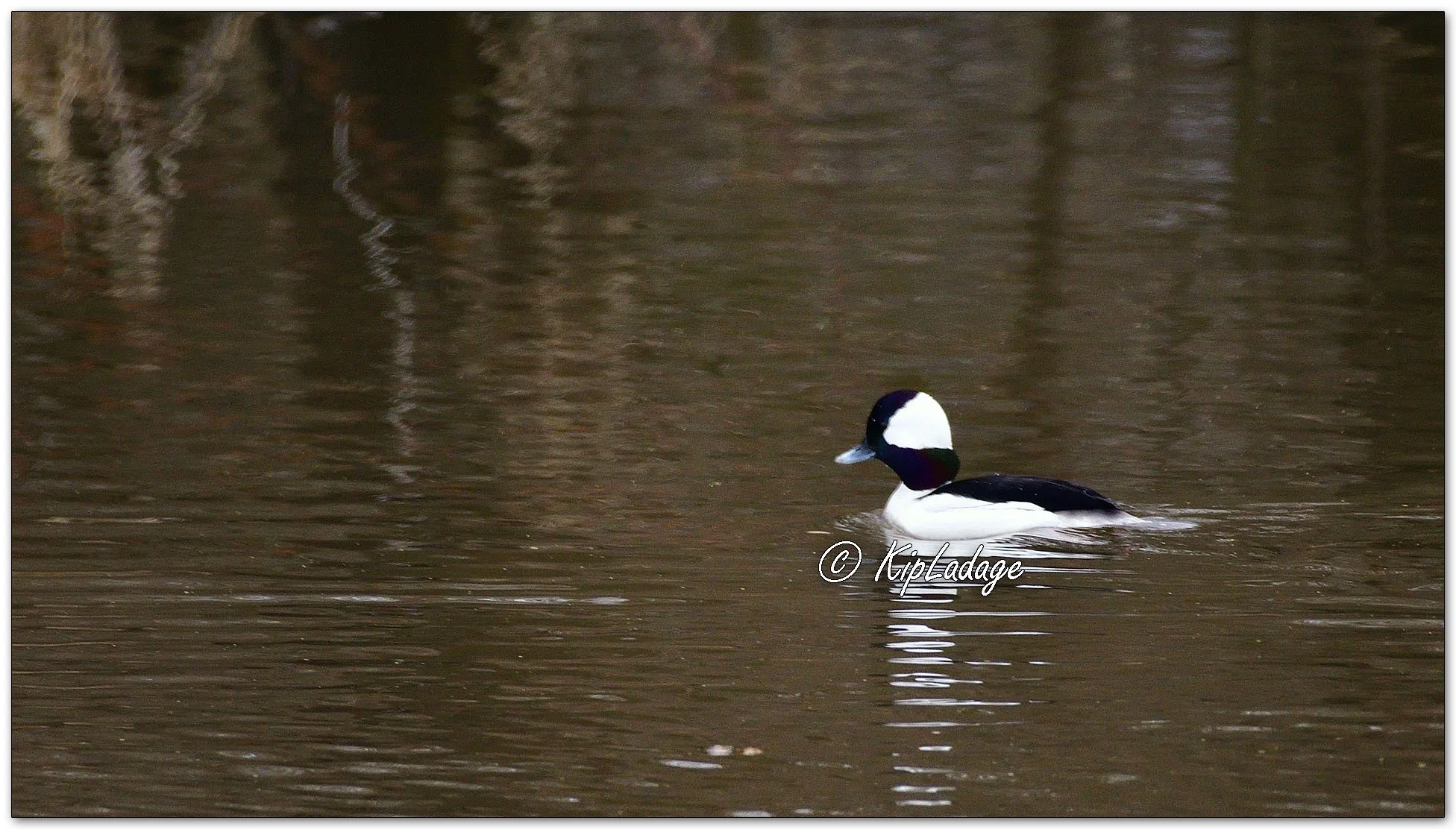 Bufflehead - Image 1069339