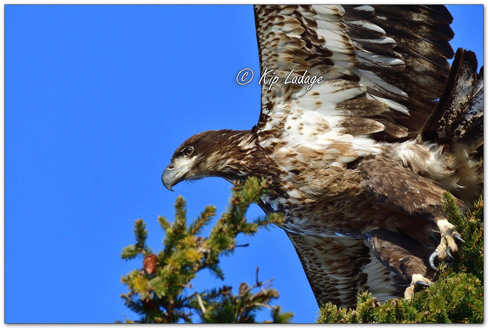 Kip’s Comments - March 8, 2026