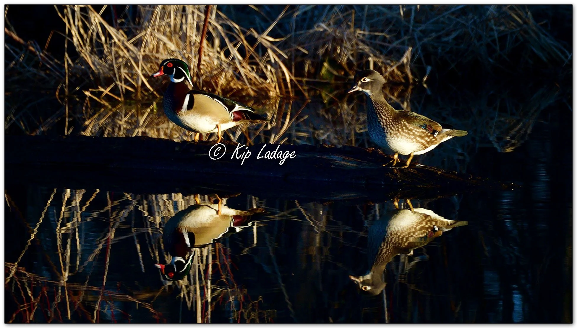 Kip’s Comments - March 9, 2026