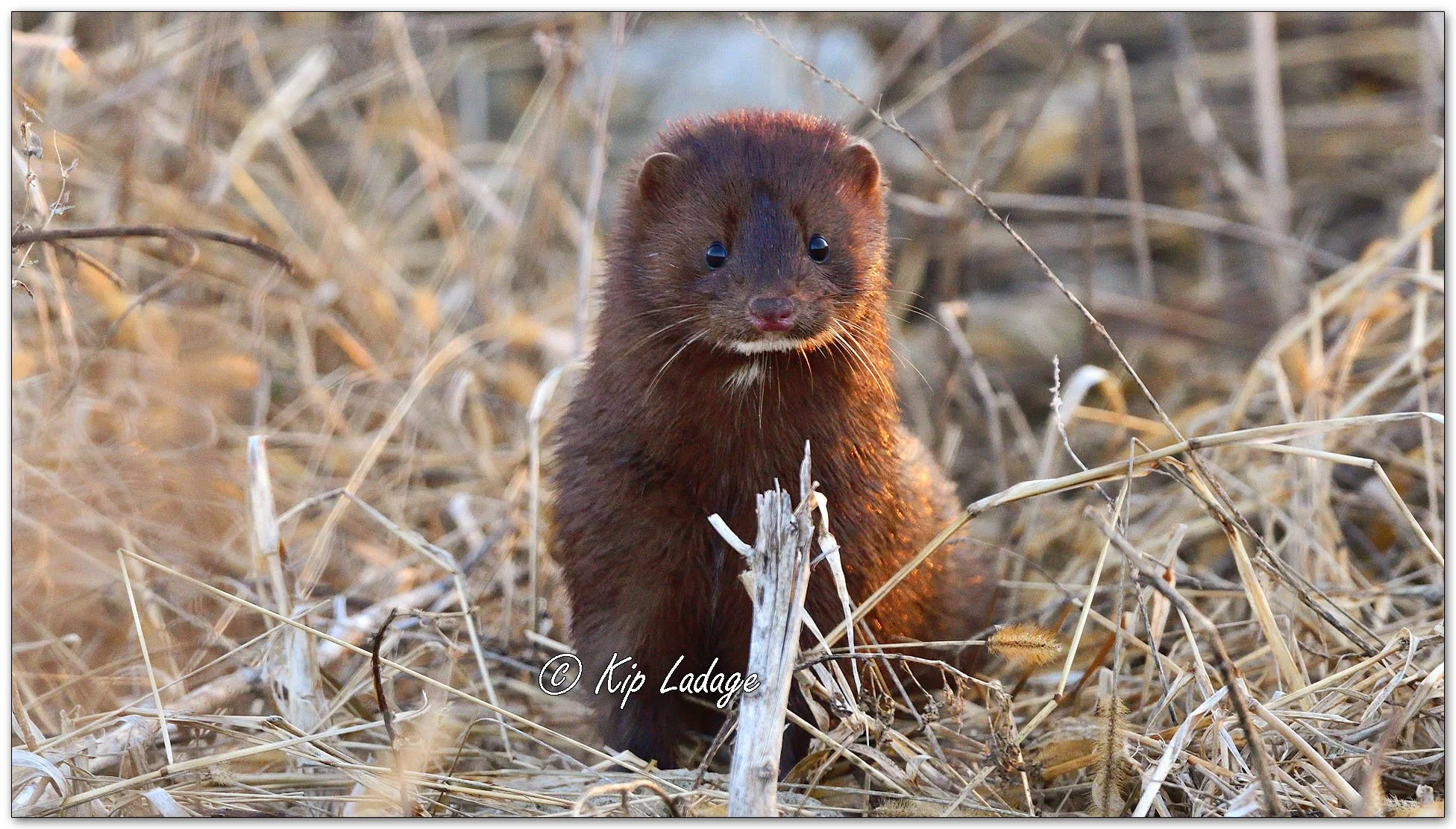 Kip’s Comments - March 10, 2026