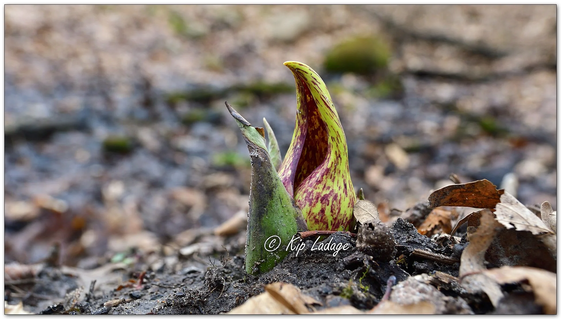 Kip’s Comments - March 12, 2026