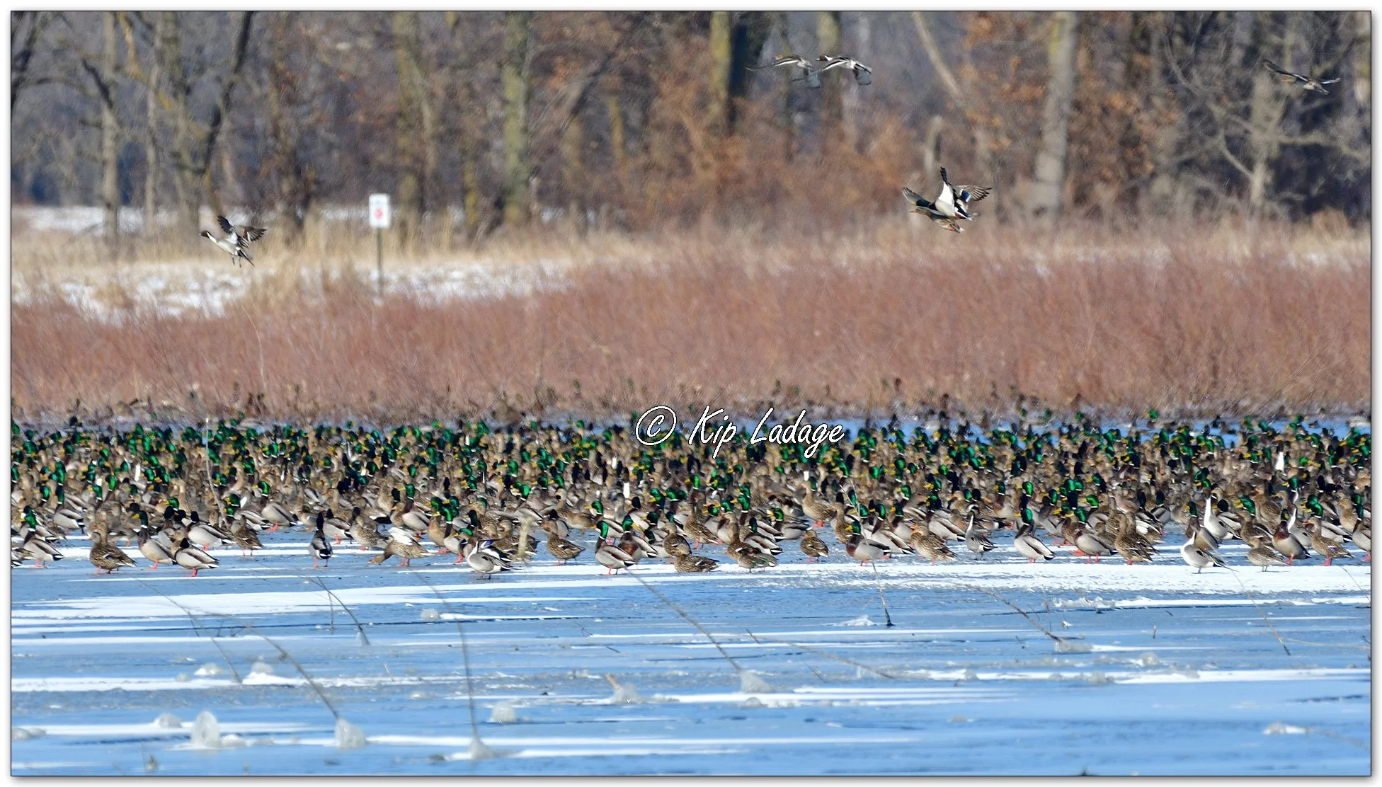 Waterfowl at Sweet Marsh - Image 1074660