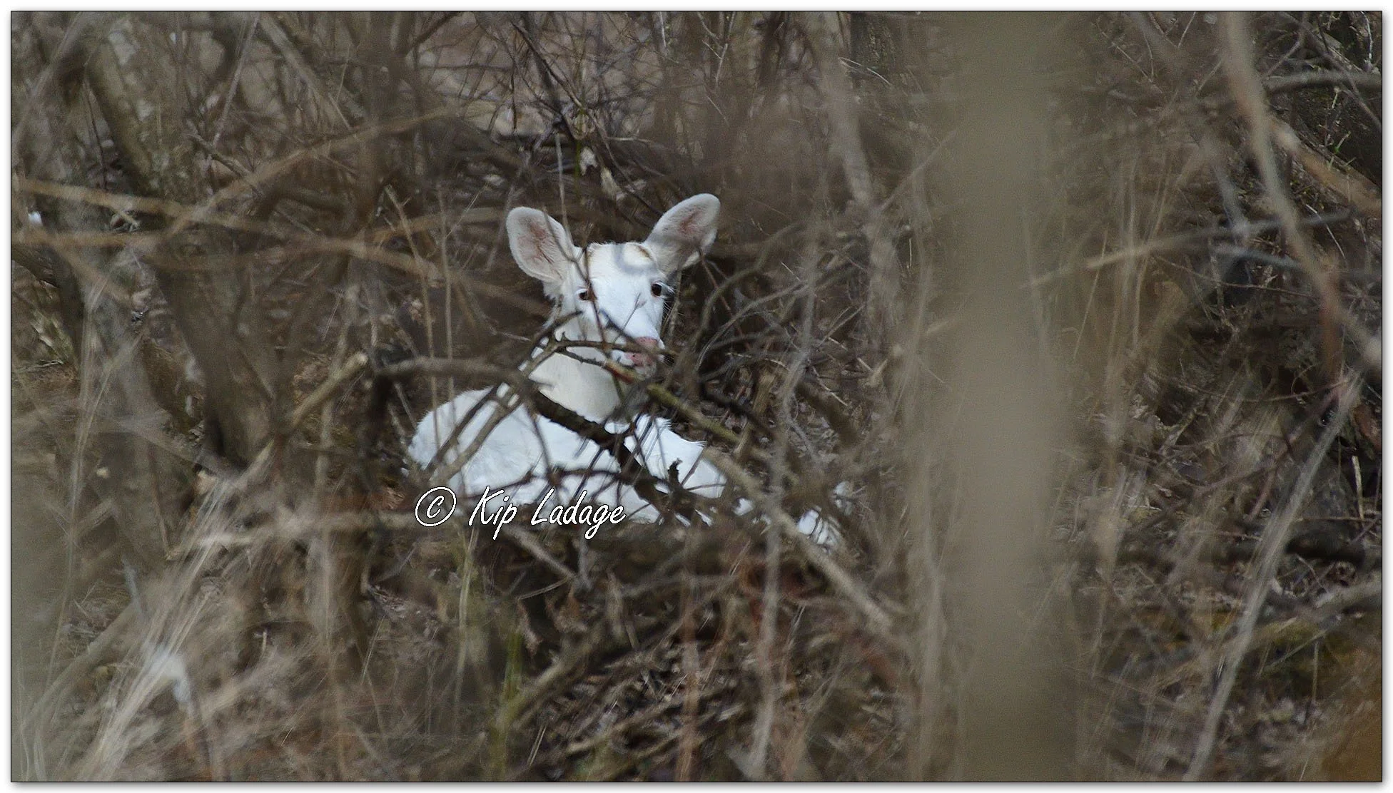 Leucistic Whitetail Deer - Image 1075844