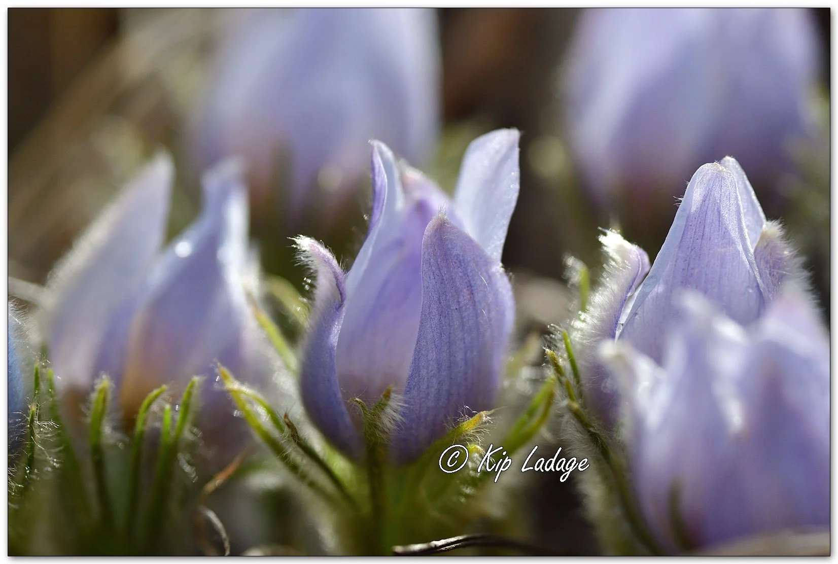 Pasqueflowers - Image 1077463