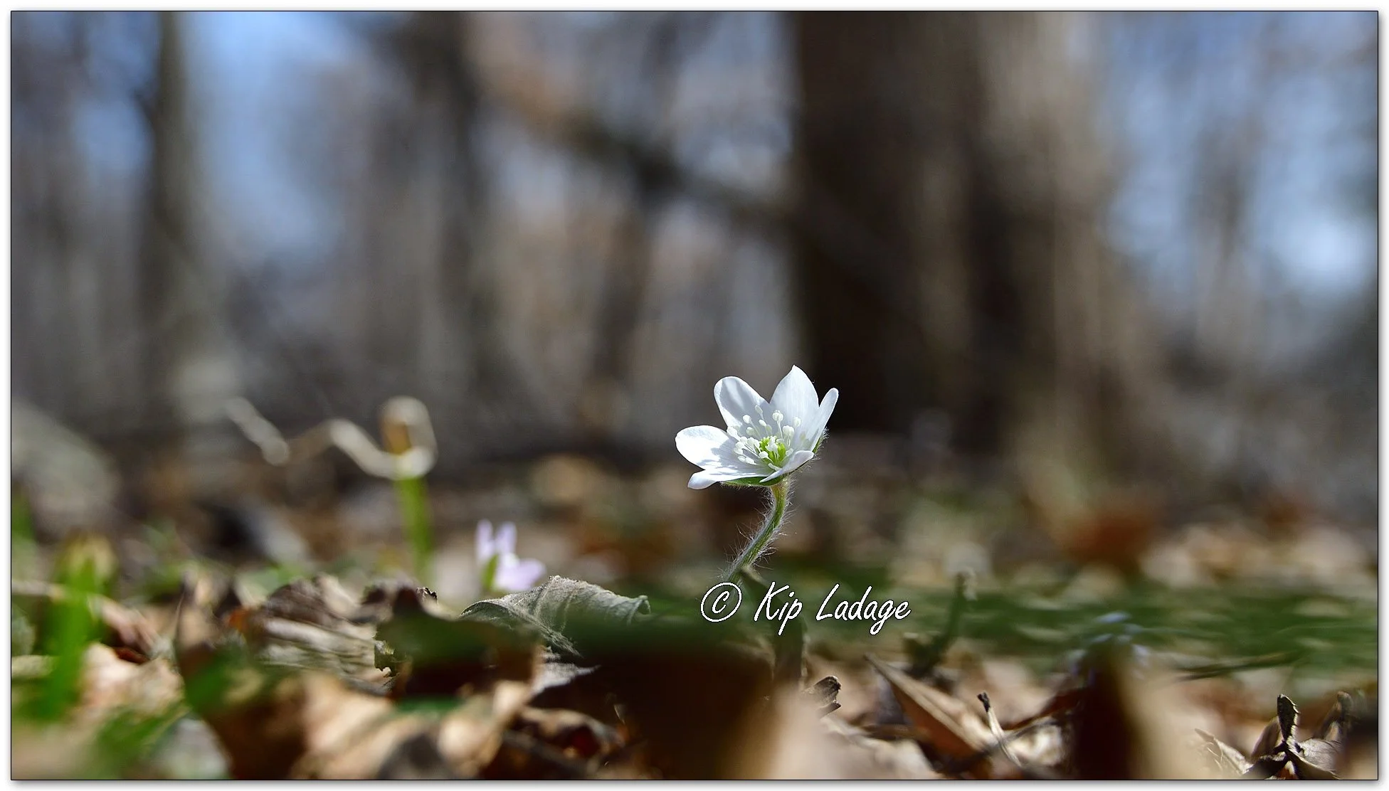 Hepatica - Image 1078295