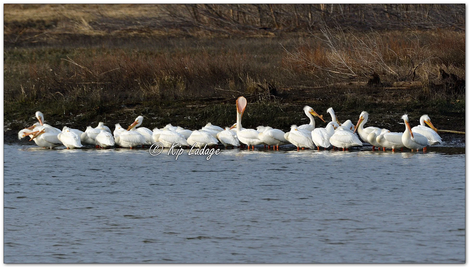 Kip’s Comments - March 25, 2026