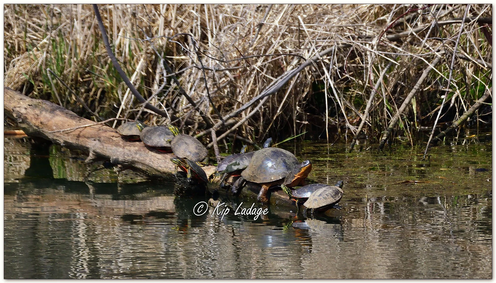 Kip’s Comments - March 29, 2026