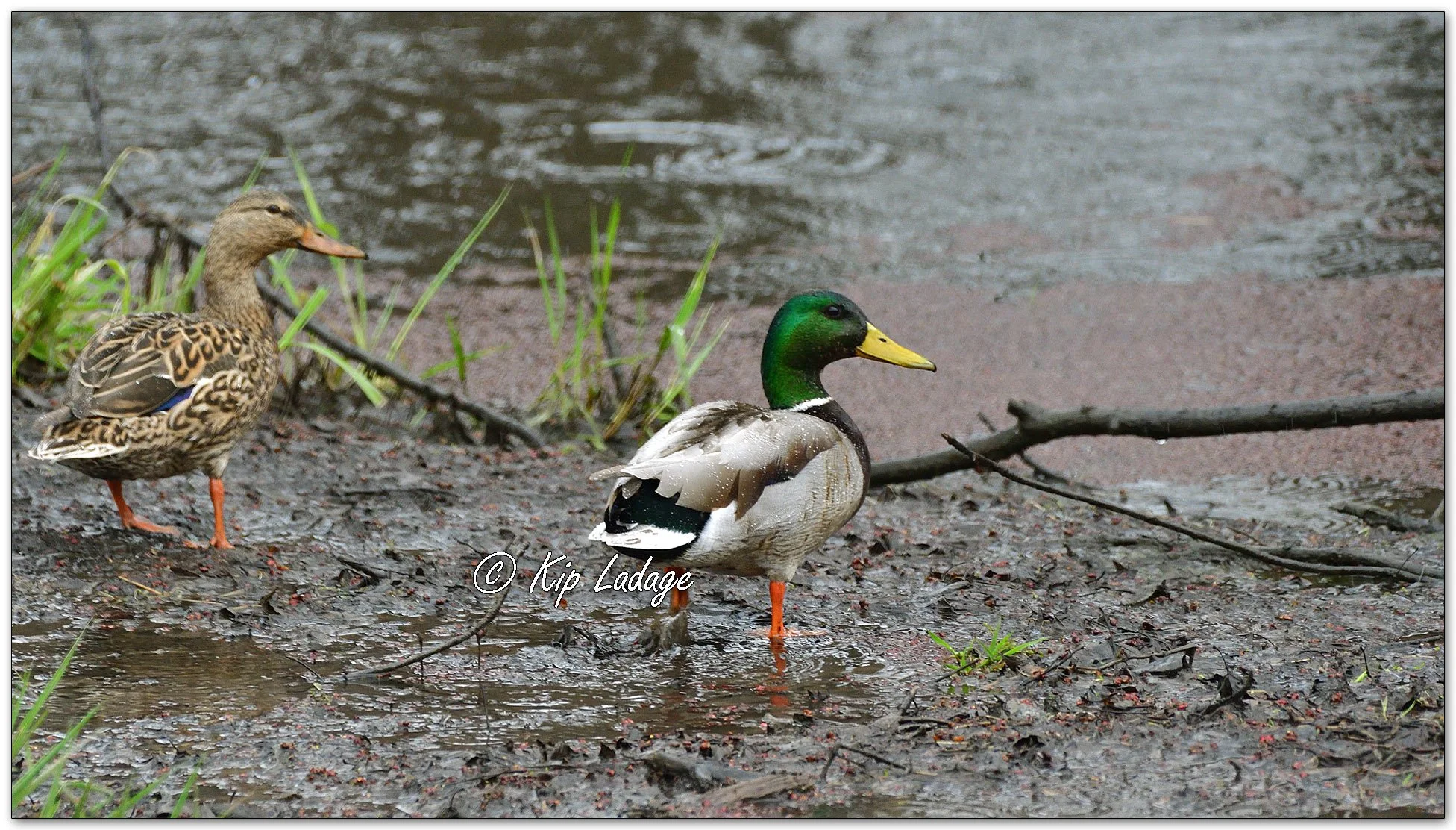 Kip’s Comments - April 2, 2026