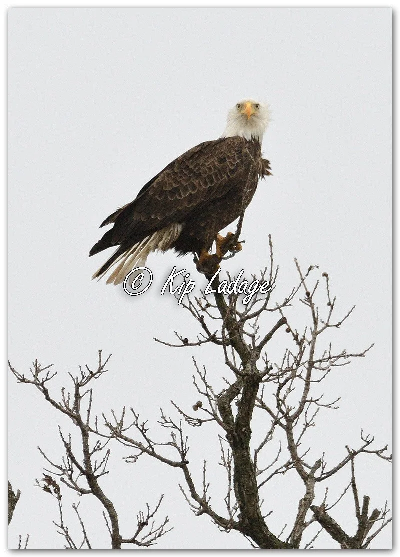 Adult Bald Eagle in Tree - Image 1082798