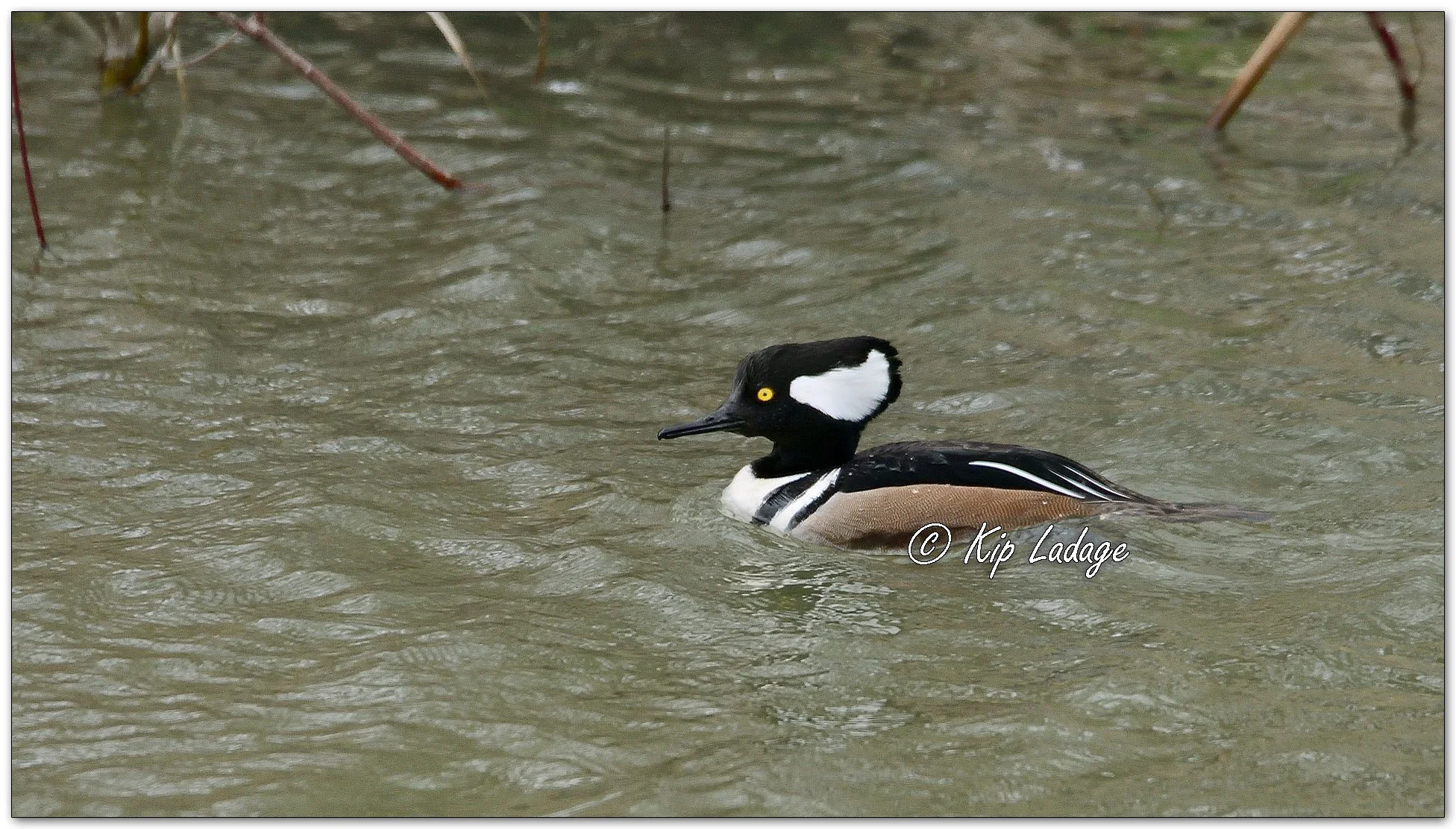 Drake Hooded Merganser - Image 1083055