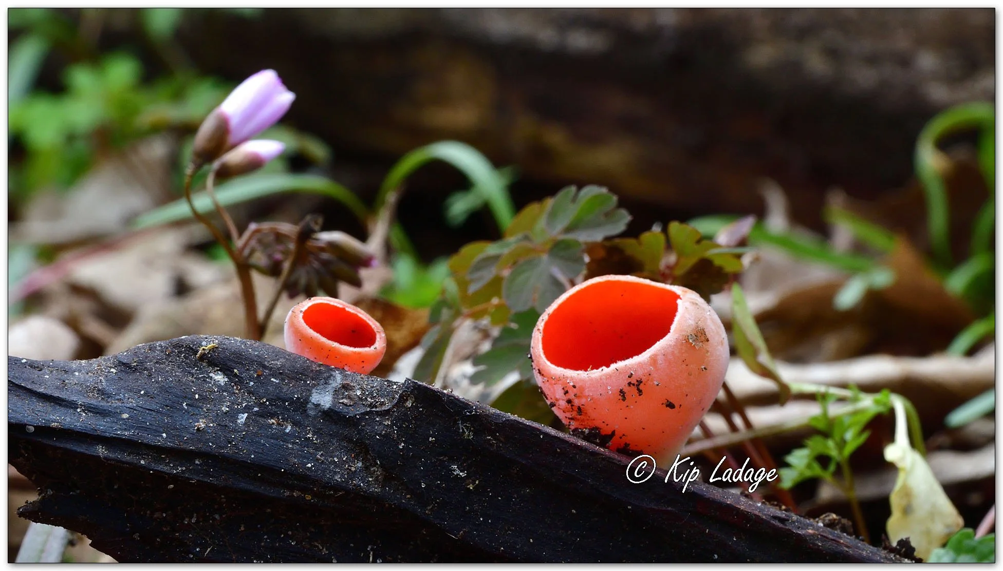 Crimson Cup Fungus - Image 1084158