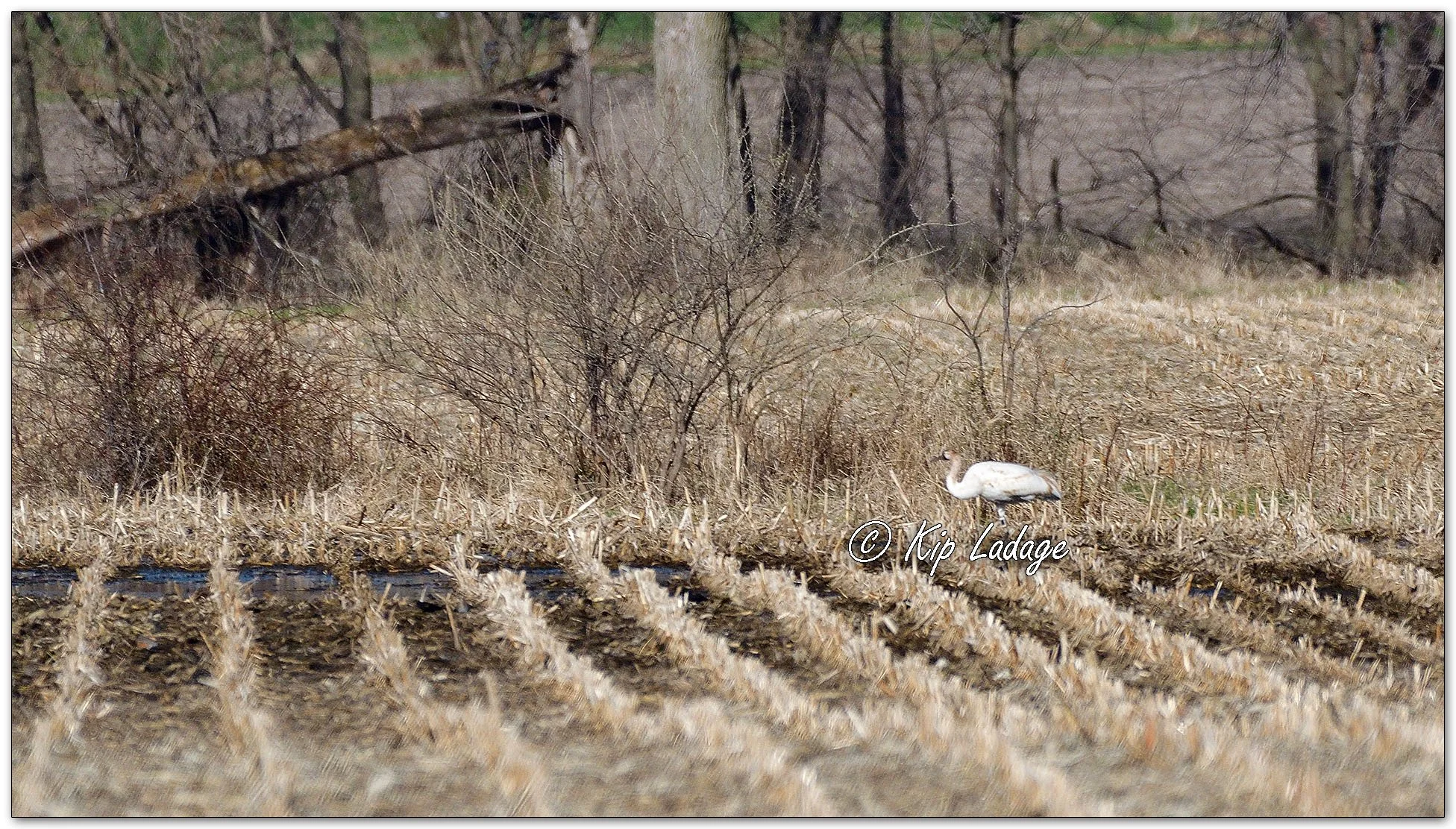Whooping Crane - Image 1084642