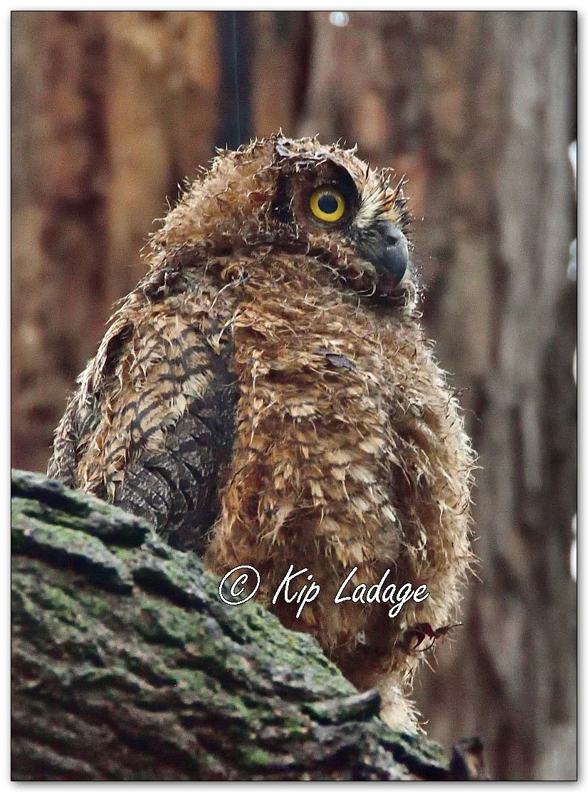 Kip’s Comments - April 10, 2026