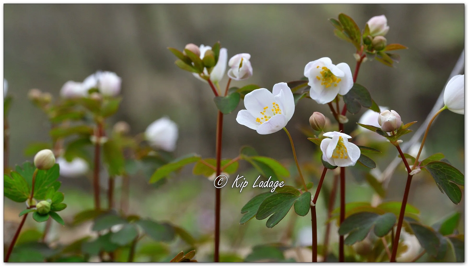 False Rue Anemone - Image 1085519