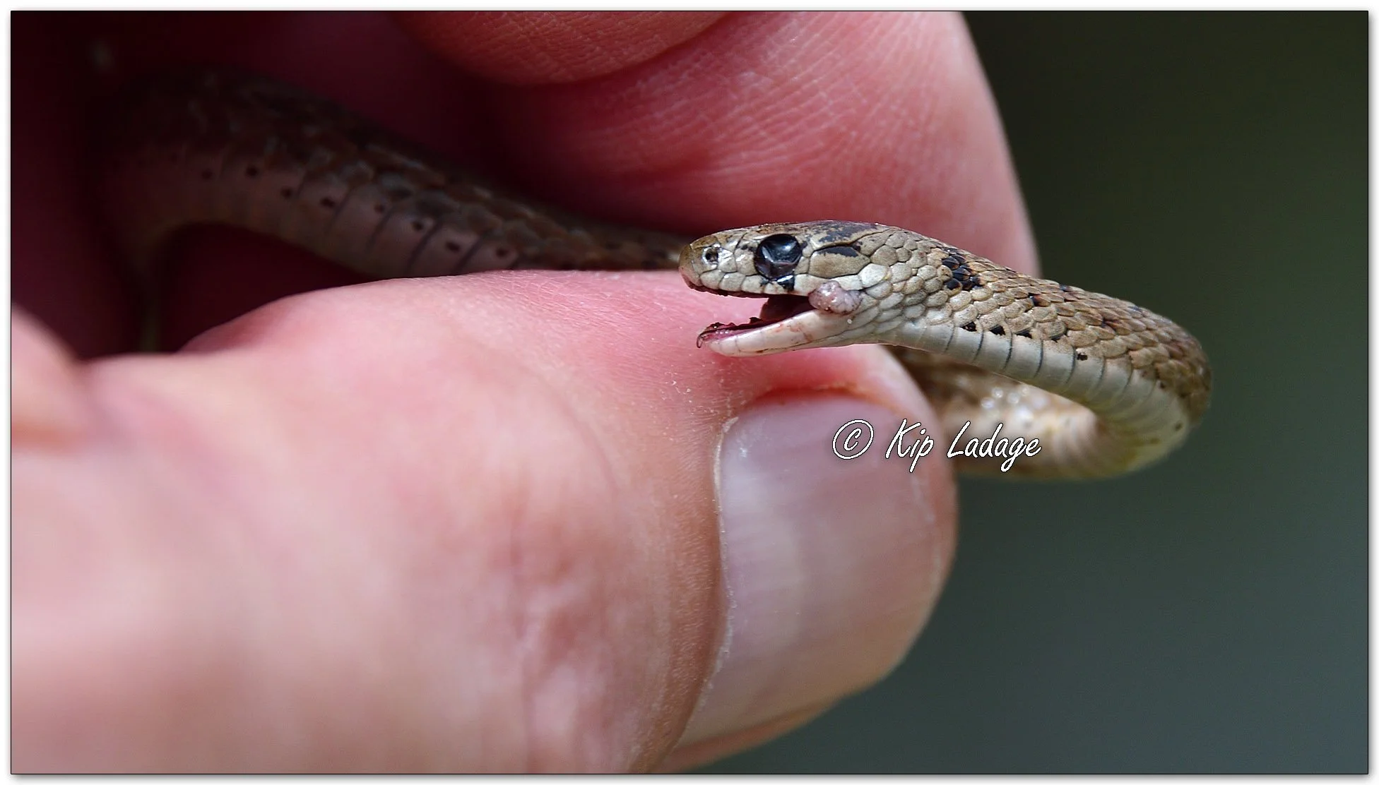 Kip’s Comments - April 12, 2026