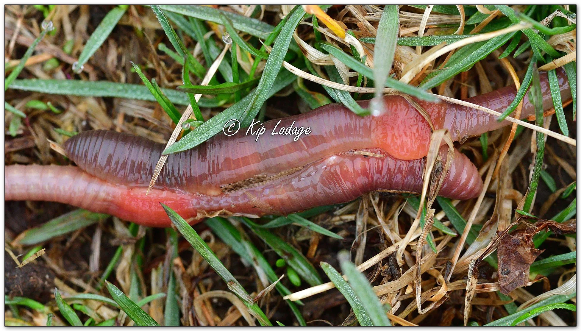 Kip’s Comments - April 13, 2026