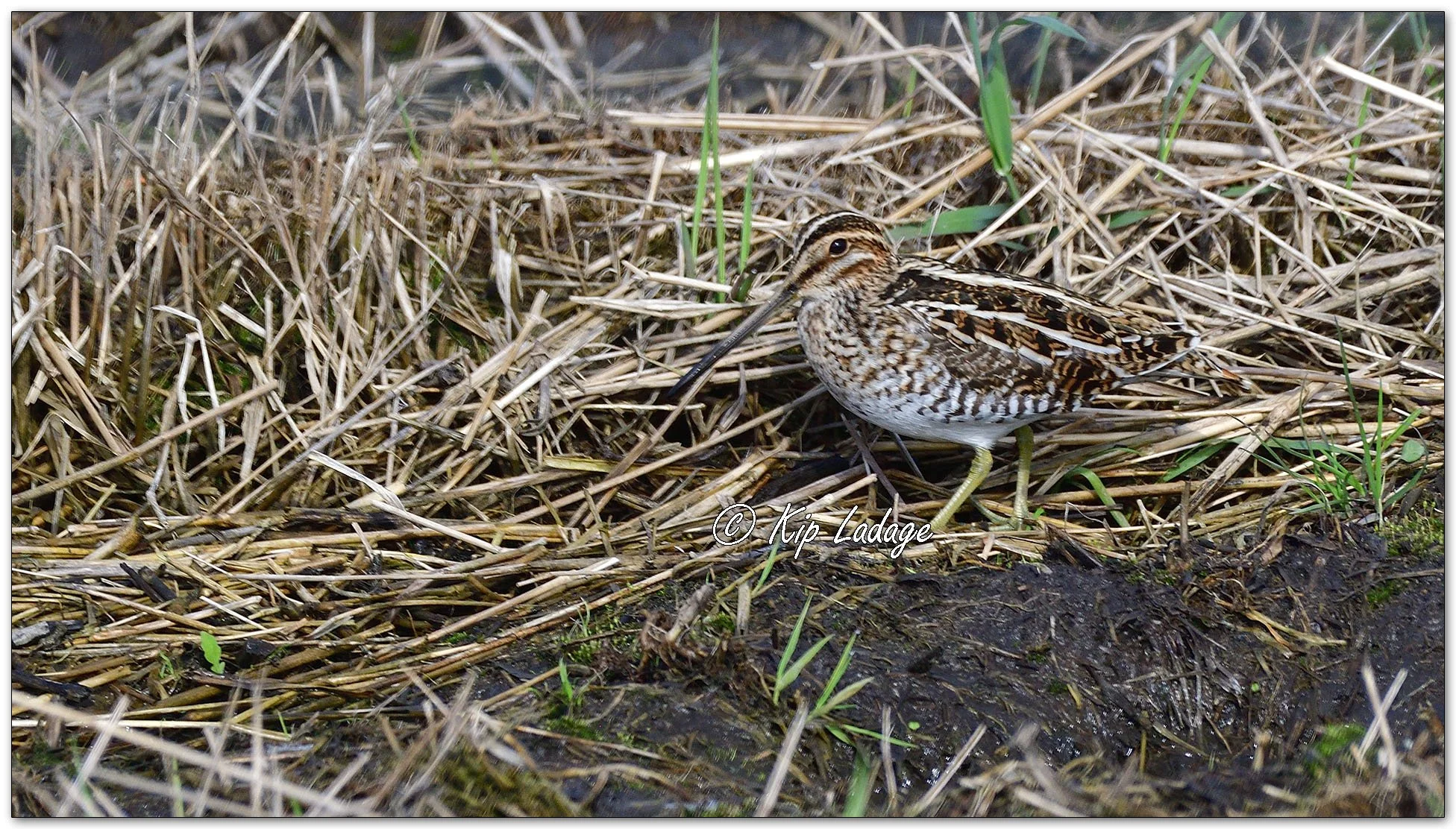 Kip’s Comments - April 14, 2026