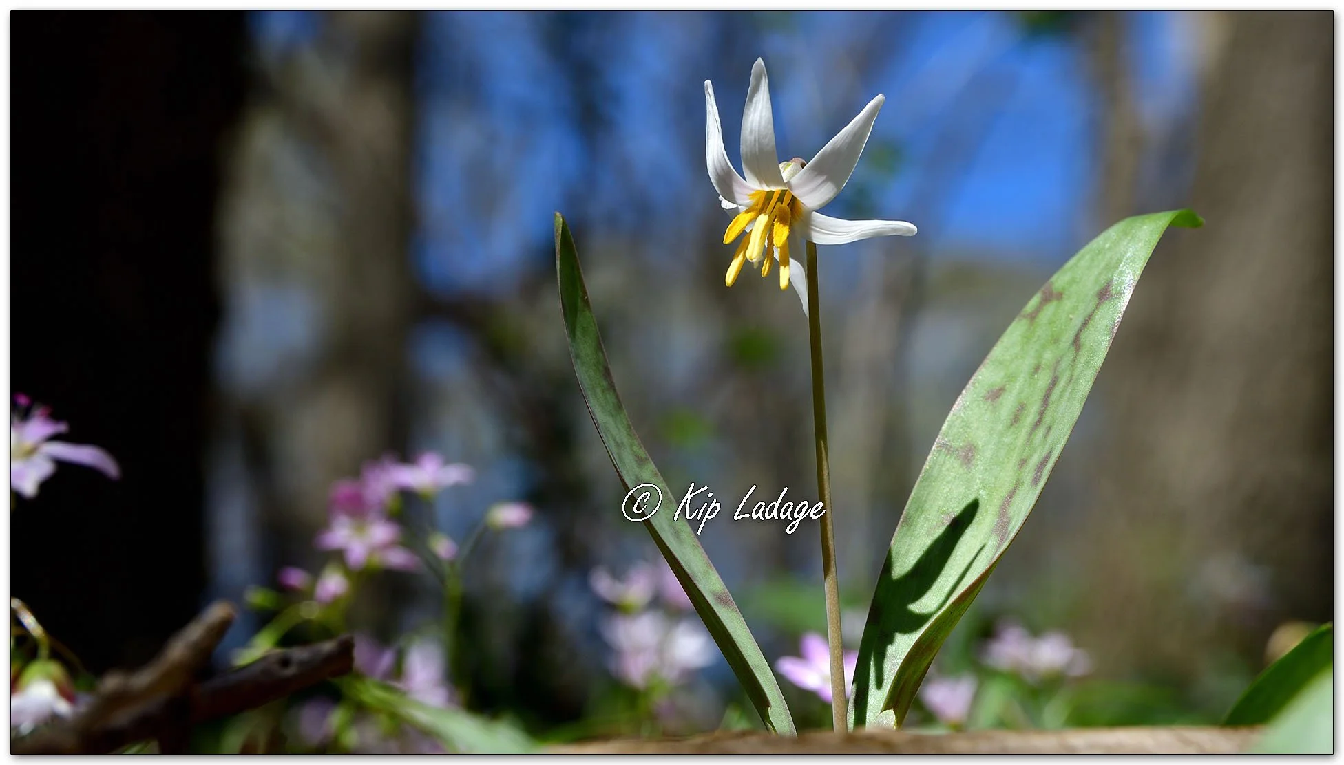 Dogtooth Violet (Trout Lily) - Image 1089246