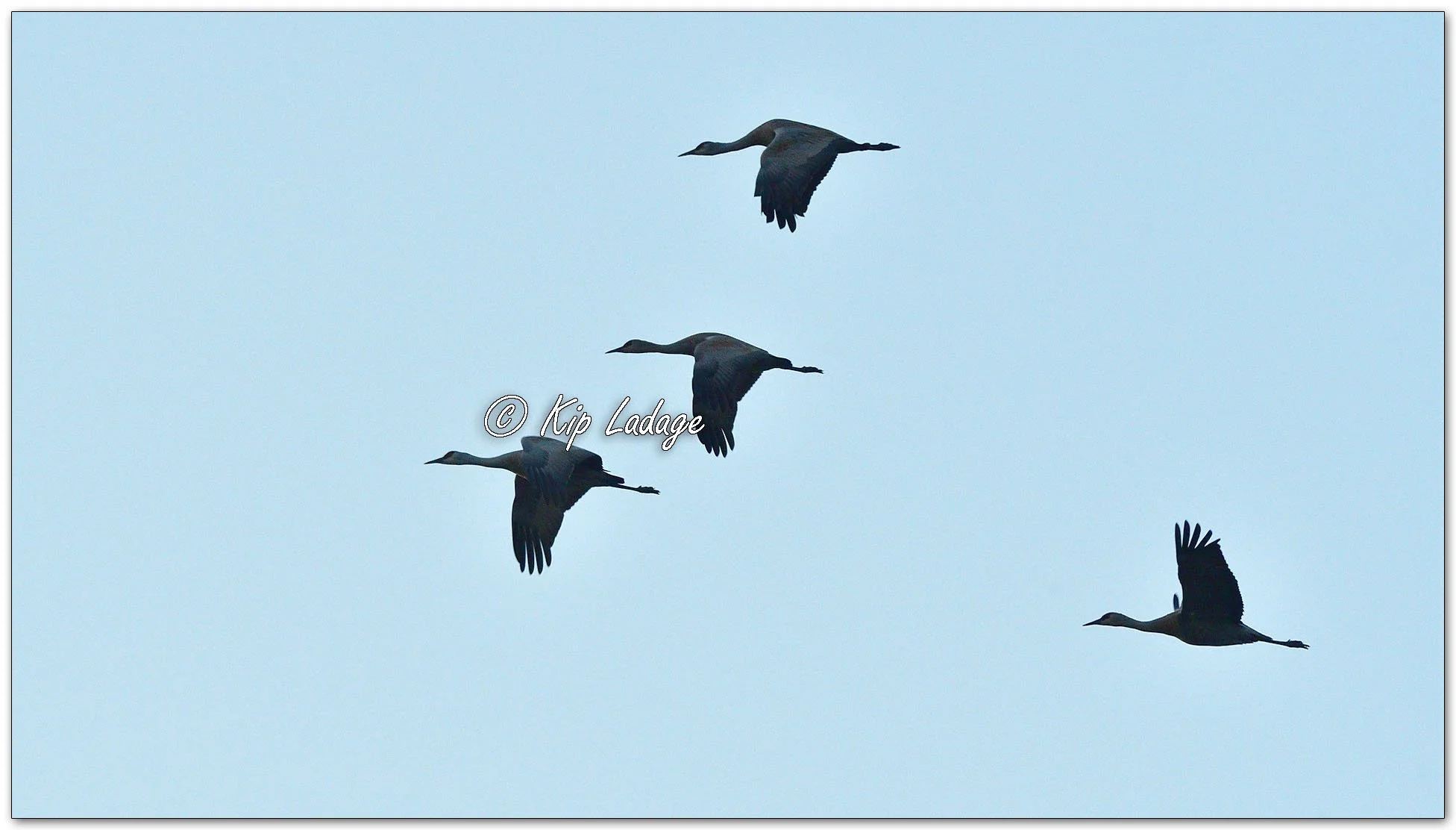 Sandhill Cranes in Flight Silhouette - Image 1090144 (photographed when still dark out)