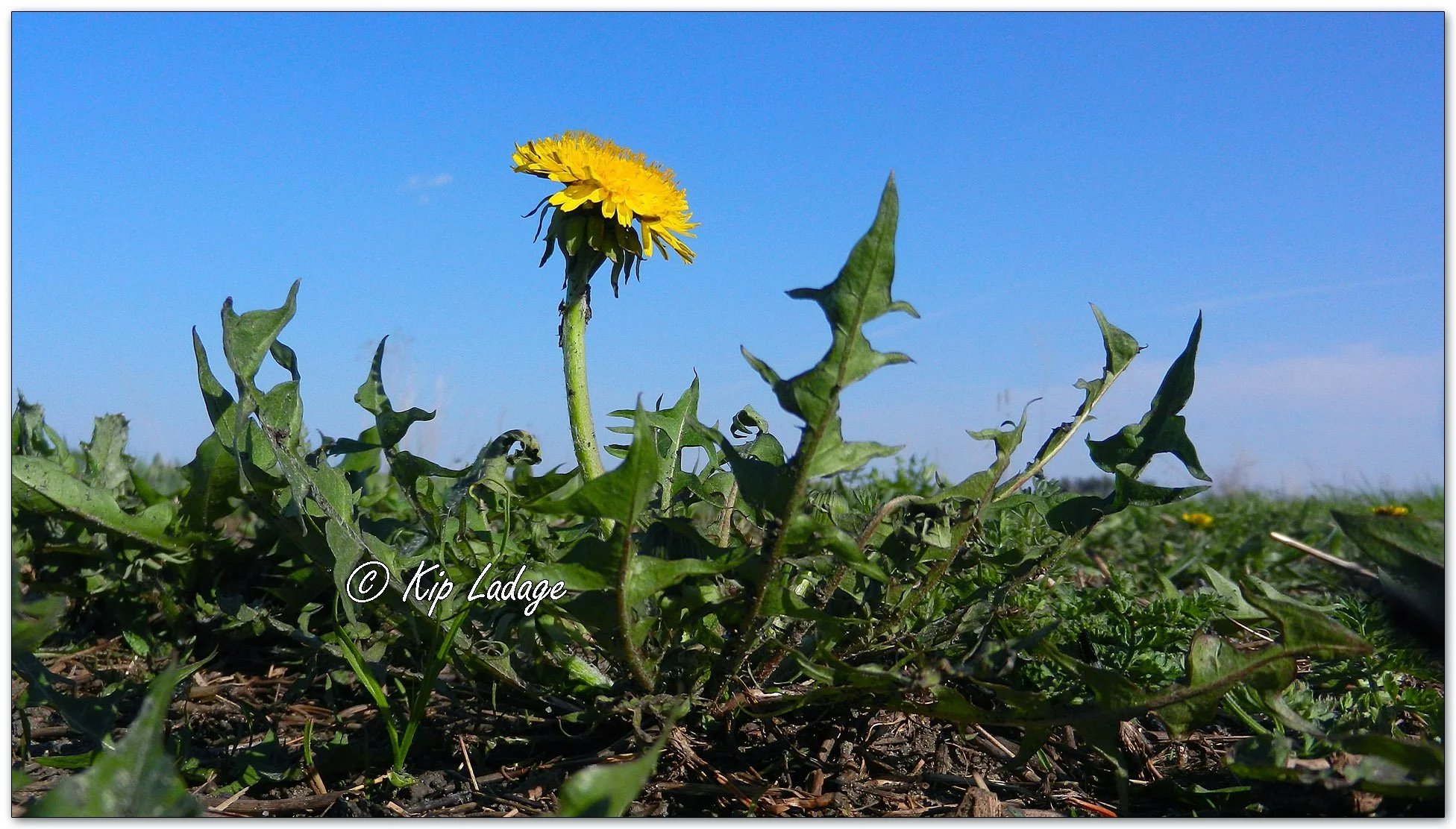 Dandelion - Image 1090975