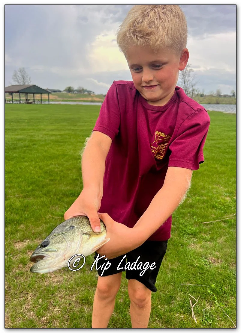 Largemouth Bass - Image 1091145