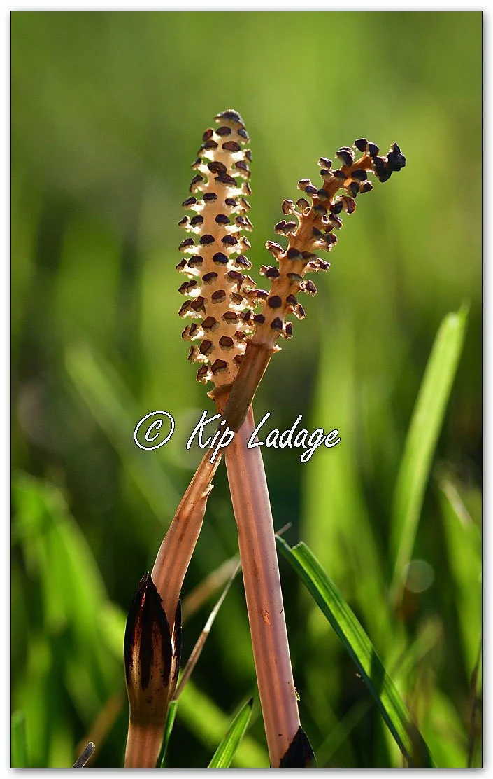 Field Horsetail - Image 1091269