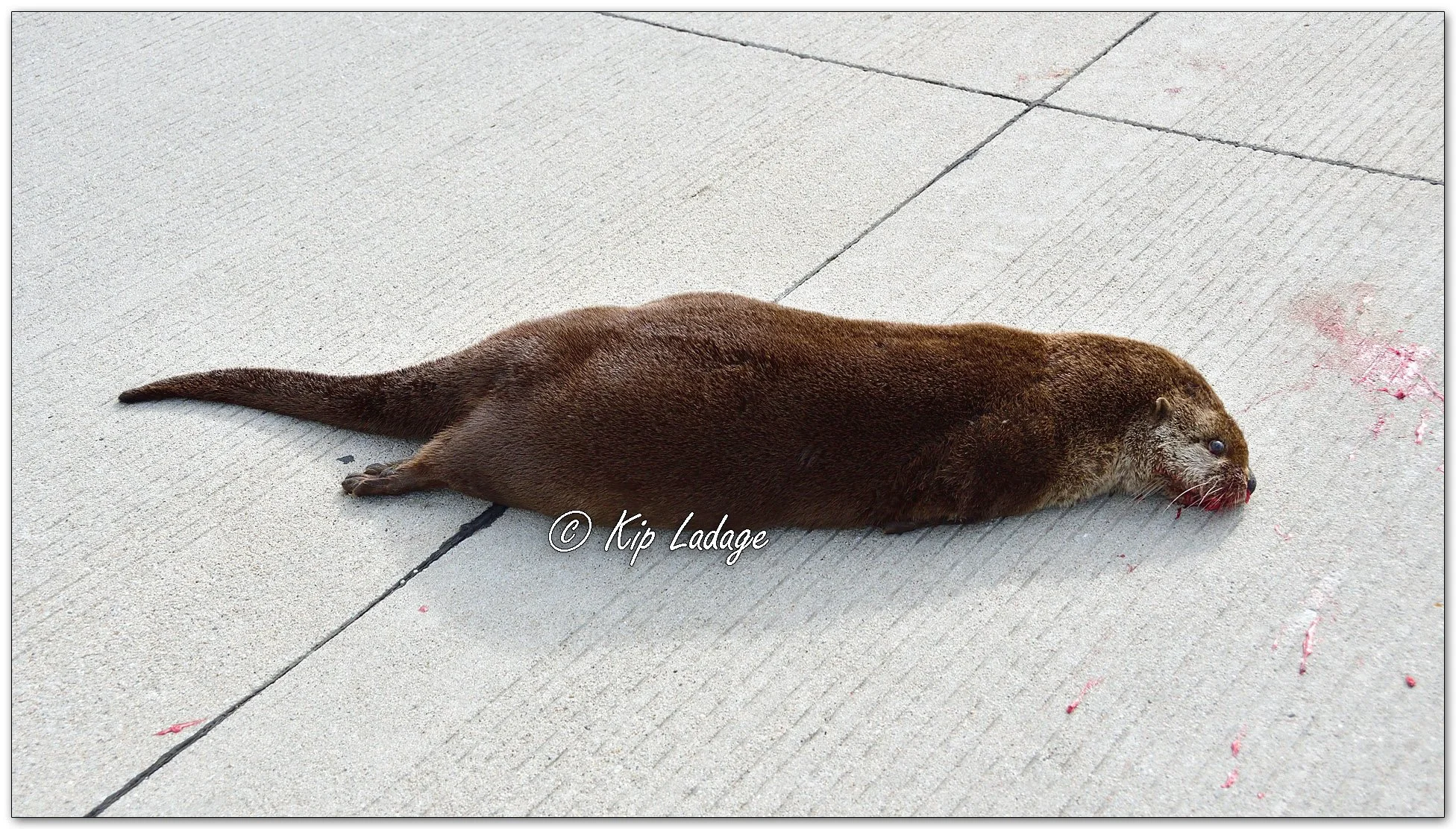 Dead River Otter on Road - Image 1092090