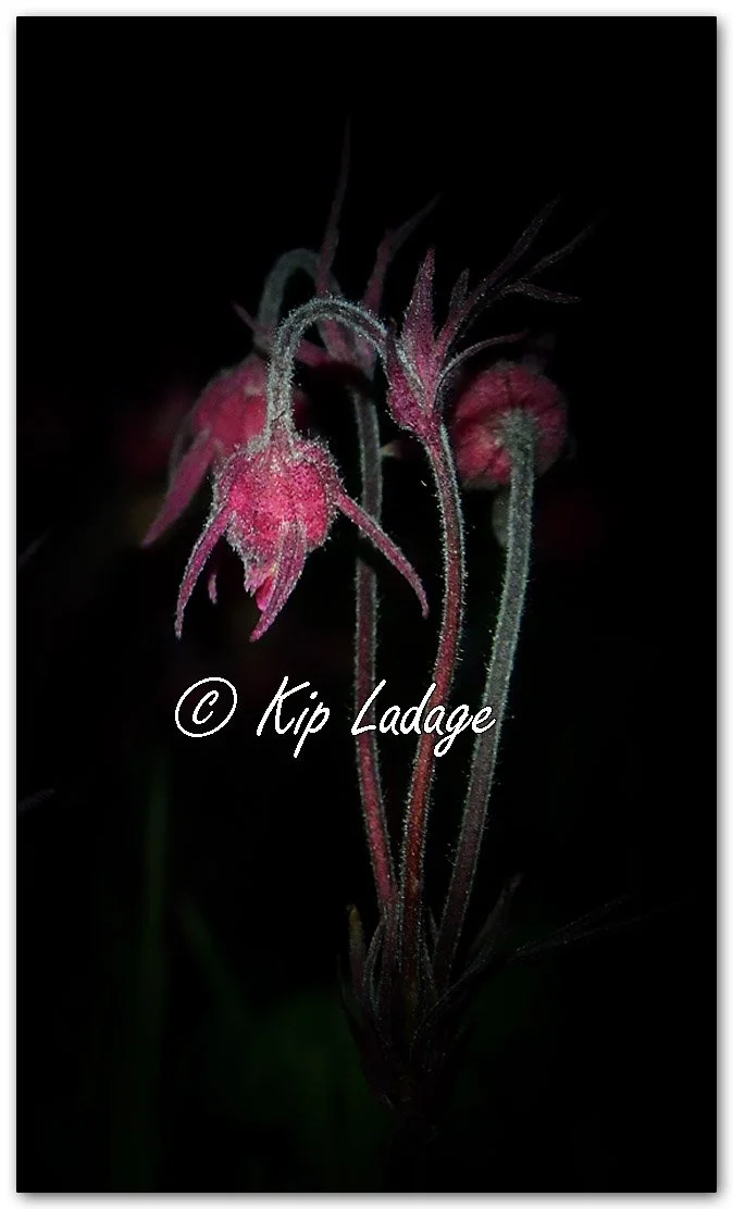 Prairie Smoke (Grandfather's Whiskers) at Night - Image 1092107