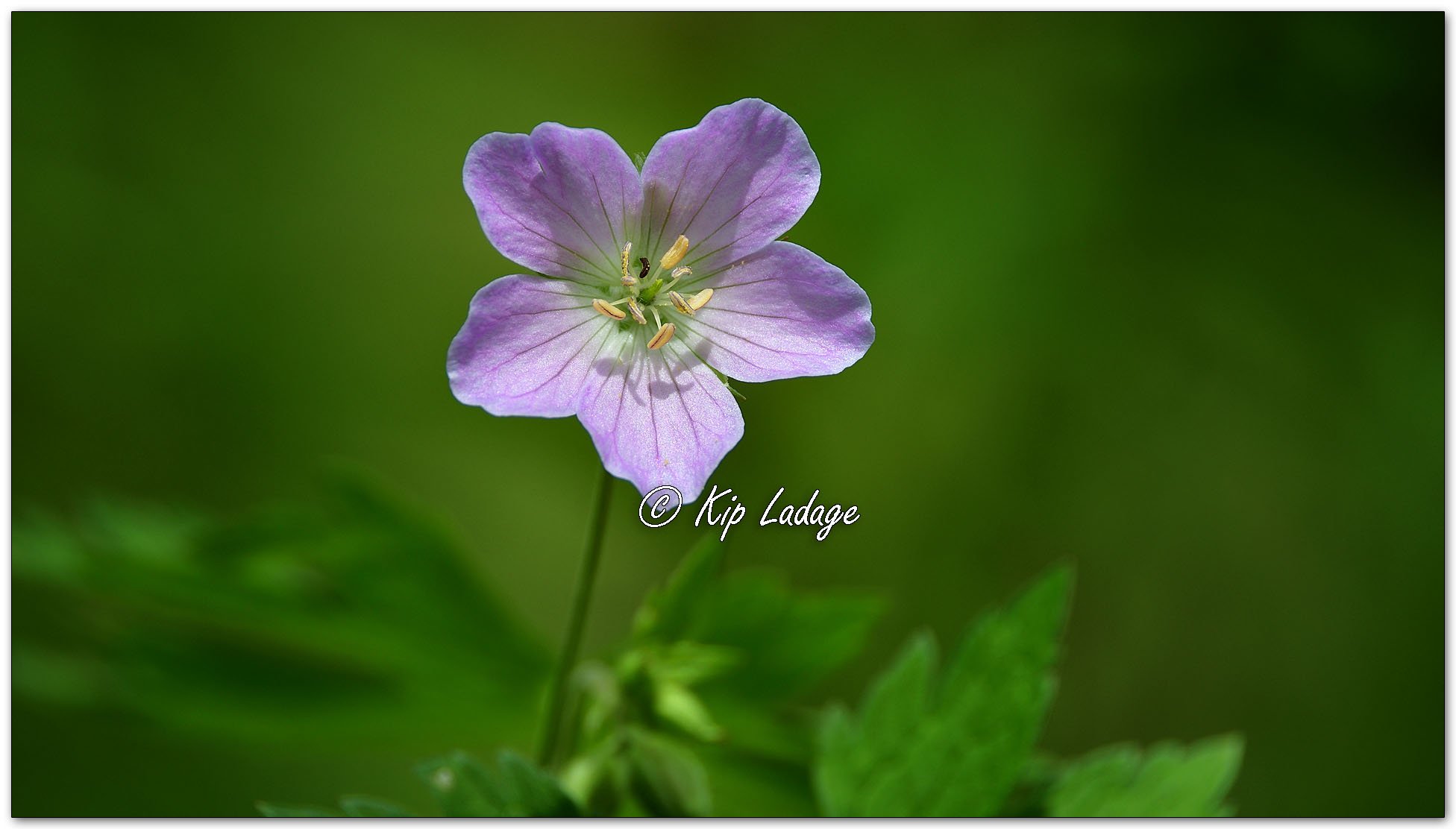 Wild Geranium - Image 1092132