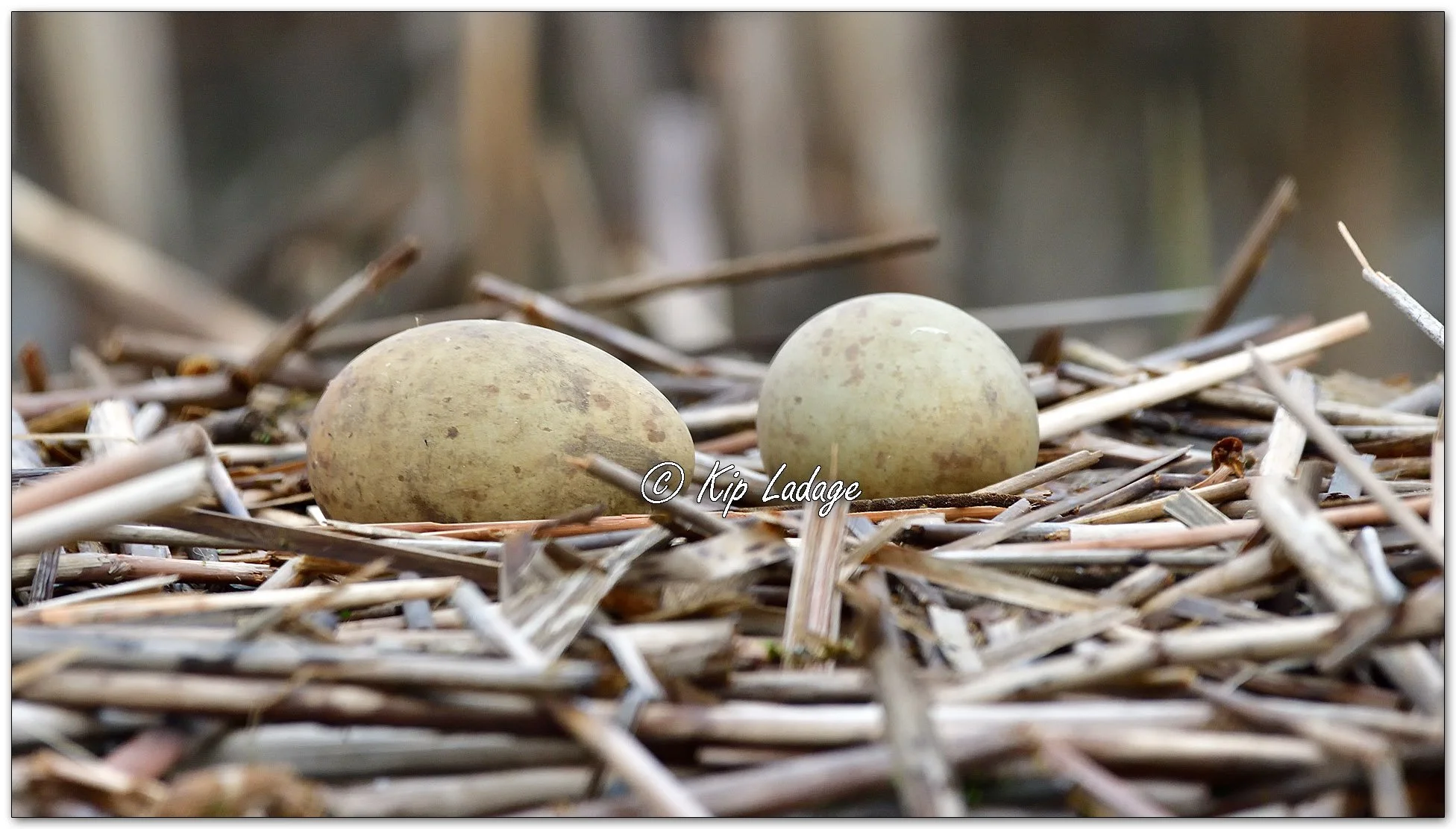 Sandhill Crane Nest with Two Eggs - Image 1089087