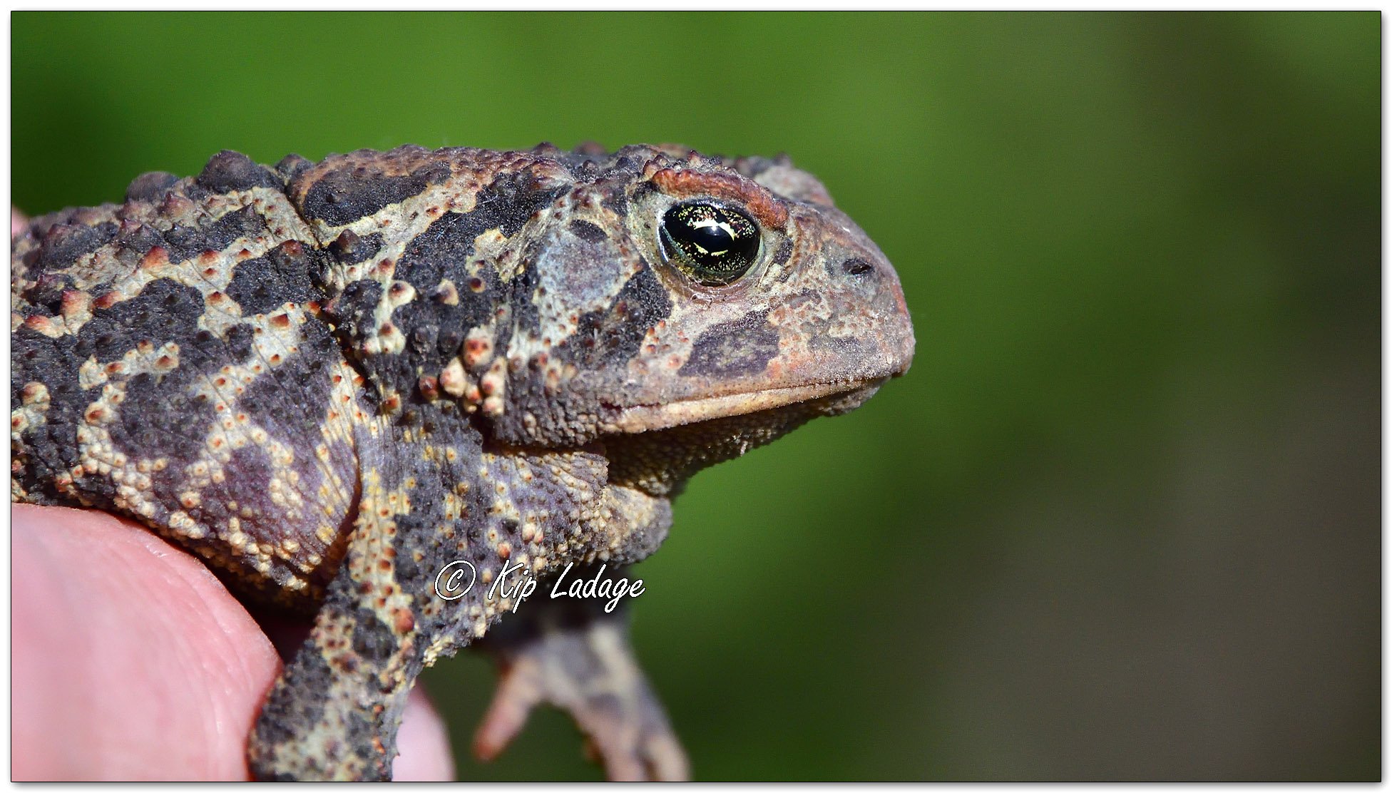 American Toad - Image 1098633