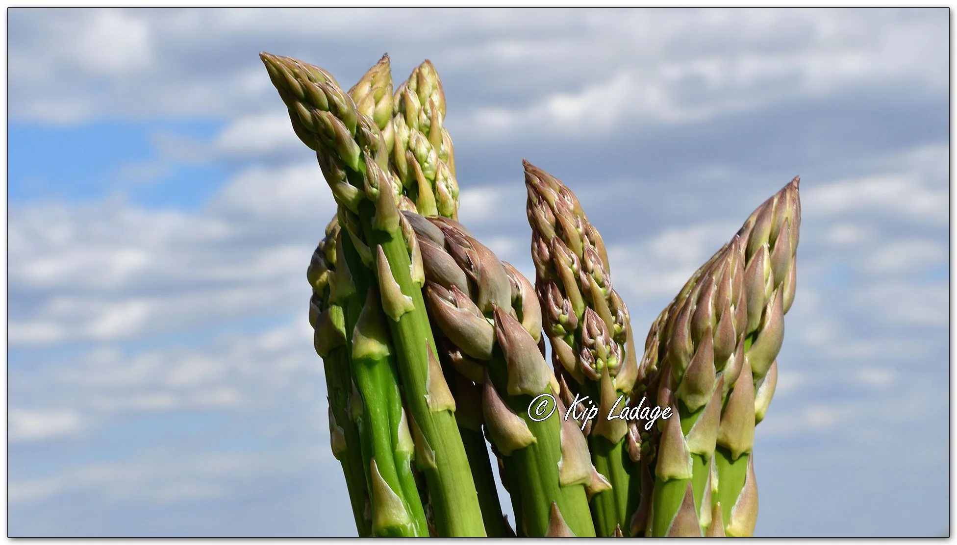 Asparagus - Image 1096918