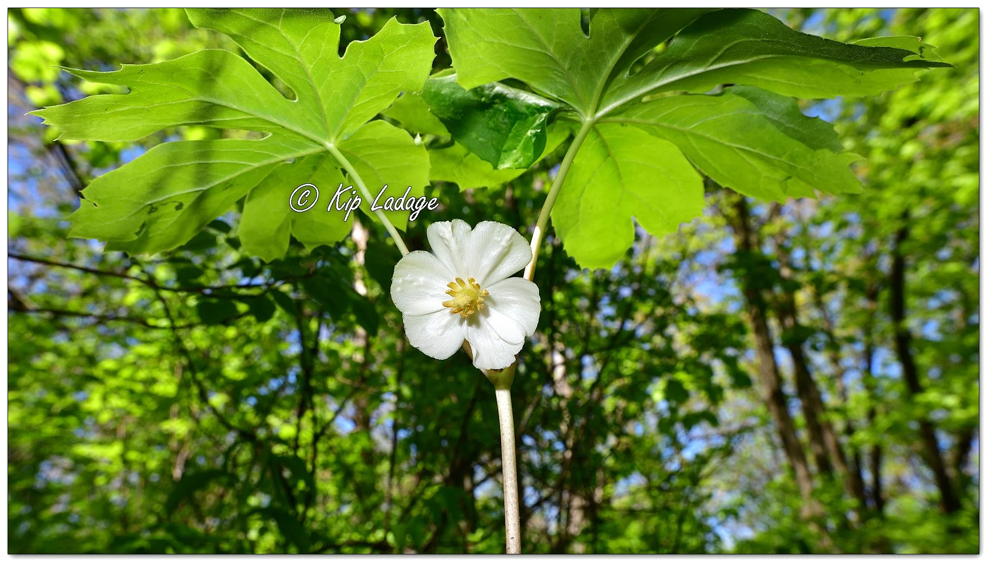 Mayapple - Image 1096951