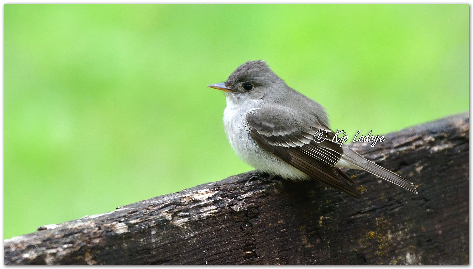 Eastern Wood Pewee - Image 1097769
